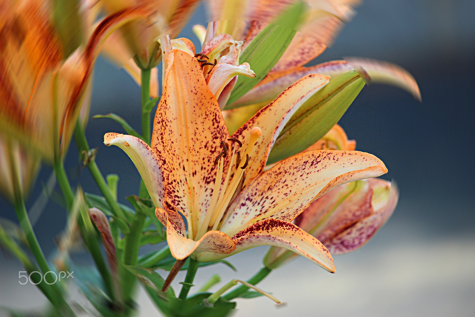 55.0 - 250.0 mm sample photo. Spotted lilly photography