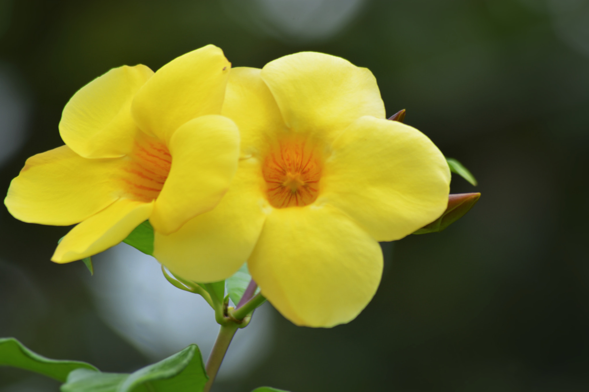 Sigma 70-300mm F4-5.6 APO Macro Super II sample photo. Flor photography