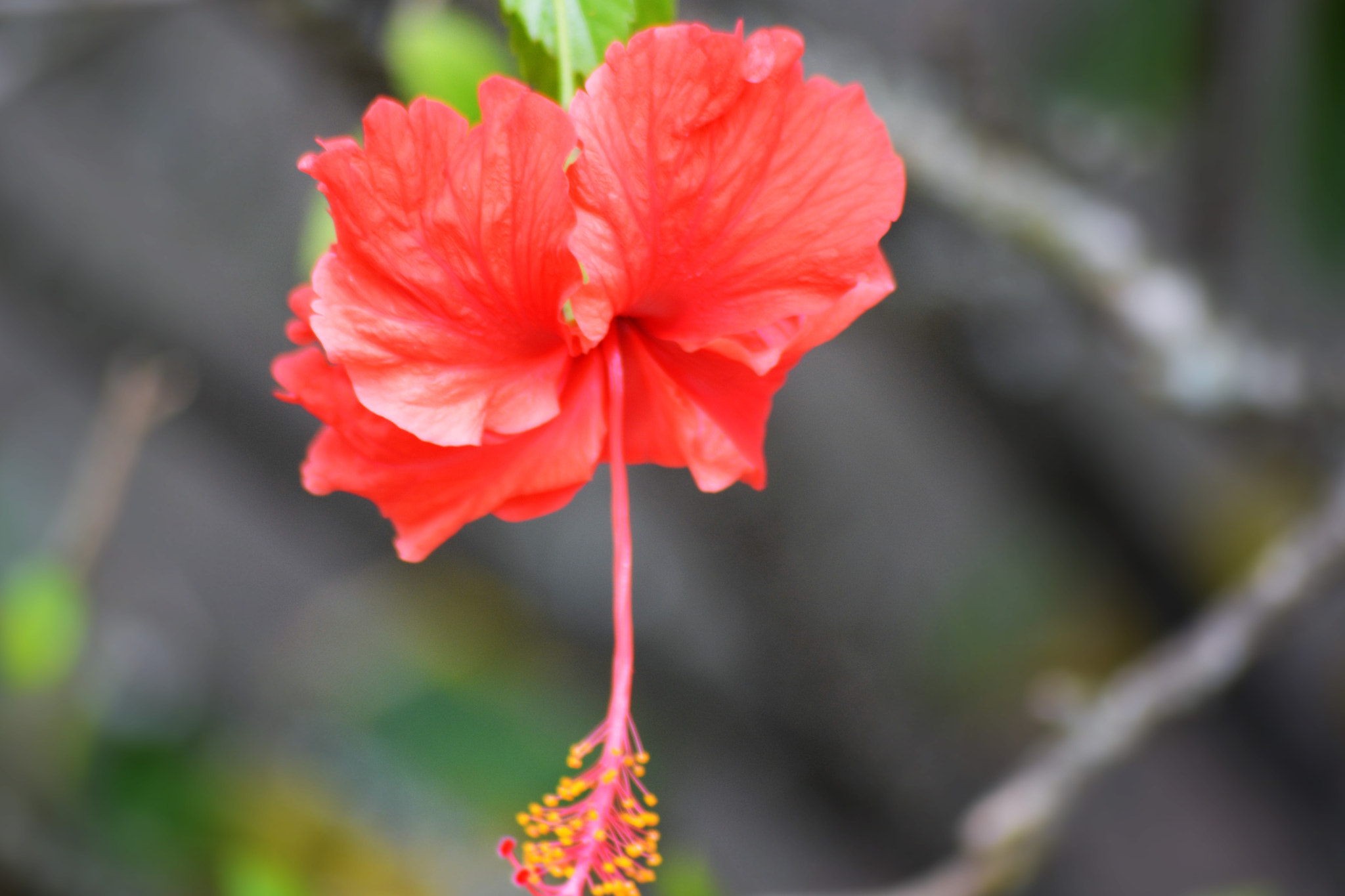 Sigma 70-300mm F4-5.6 APO Macro Super II sample photo. Flor photography