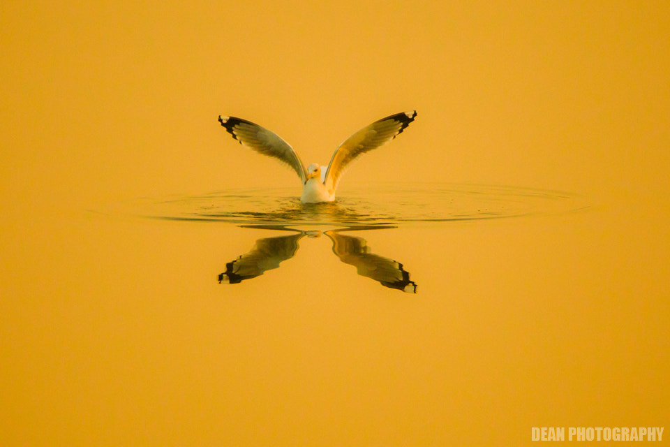 Canon EOS-1D Mark IV sample photo. X bird photography
