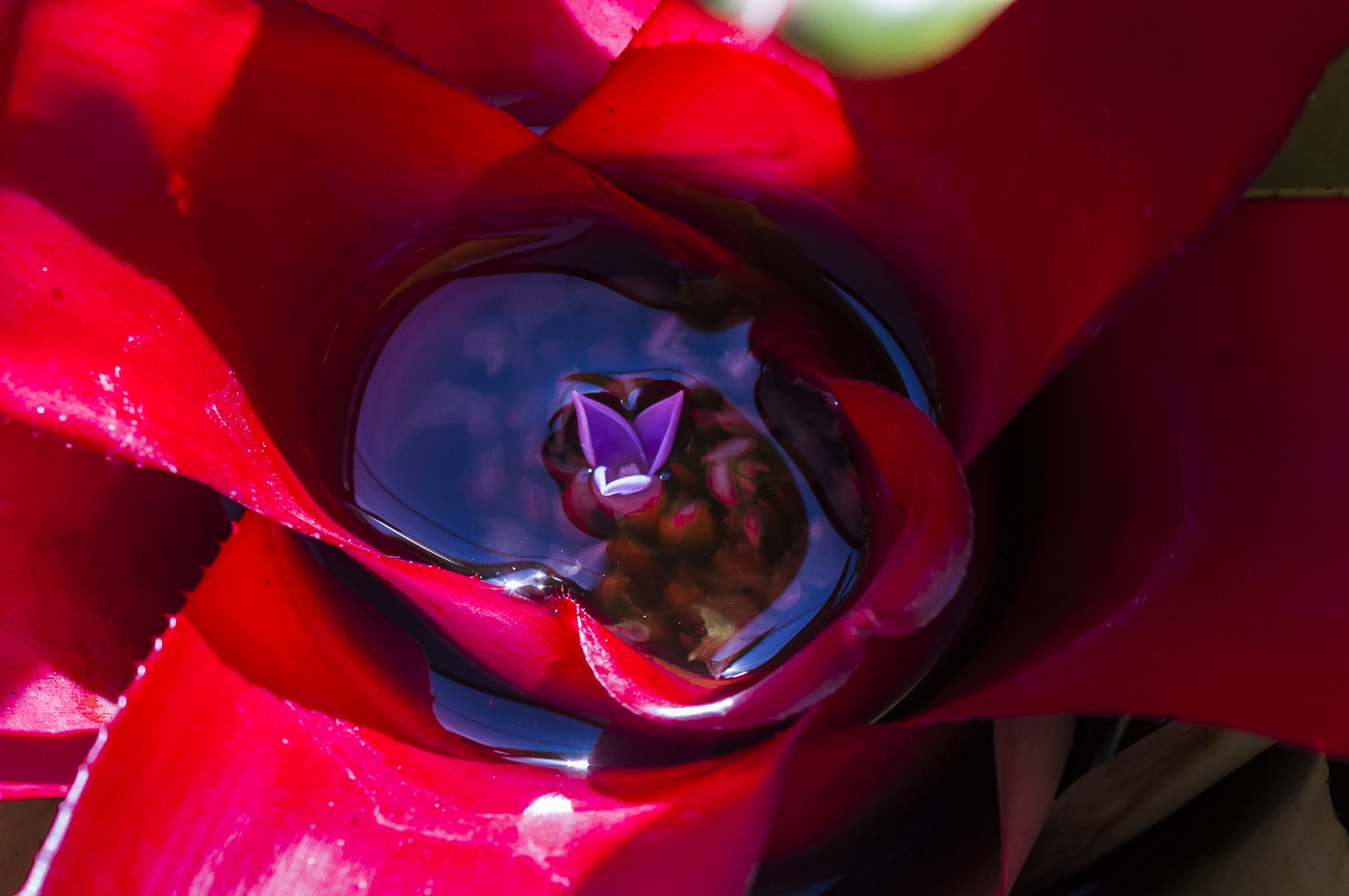 Nikon AF-S Micro-Nikkor 60mm F2.8G ED sample photo. Bromeliad photography