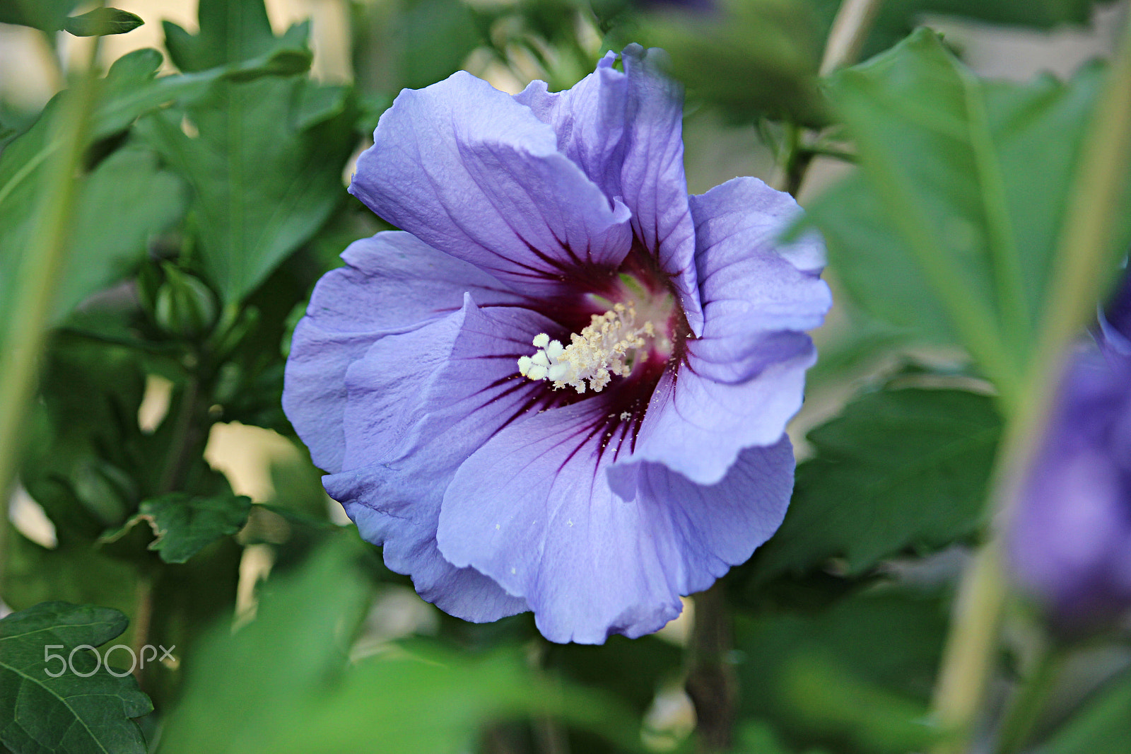 Canon EOS 600D (Rebel EOS T3i / EOS Kiss X5) + 55.0 - 250.0 mm sample photo. Hiding hibiscus photography