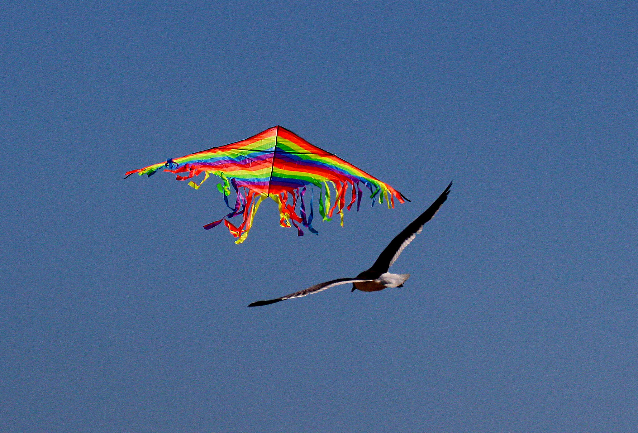 Canon EF 70-300mm F4-5.6L IS USM sample photo. Kite v bird number two photography