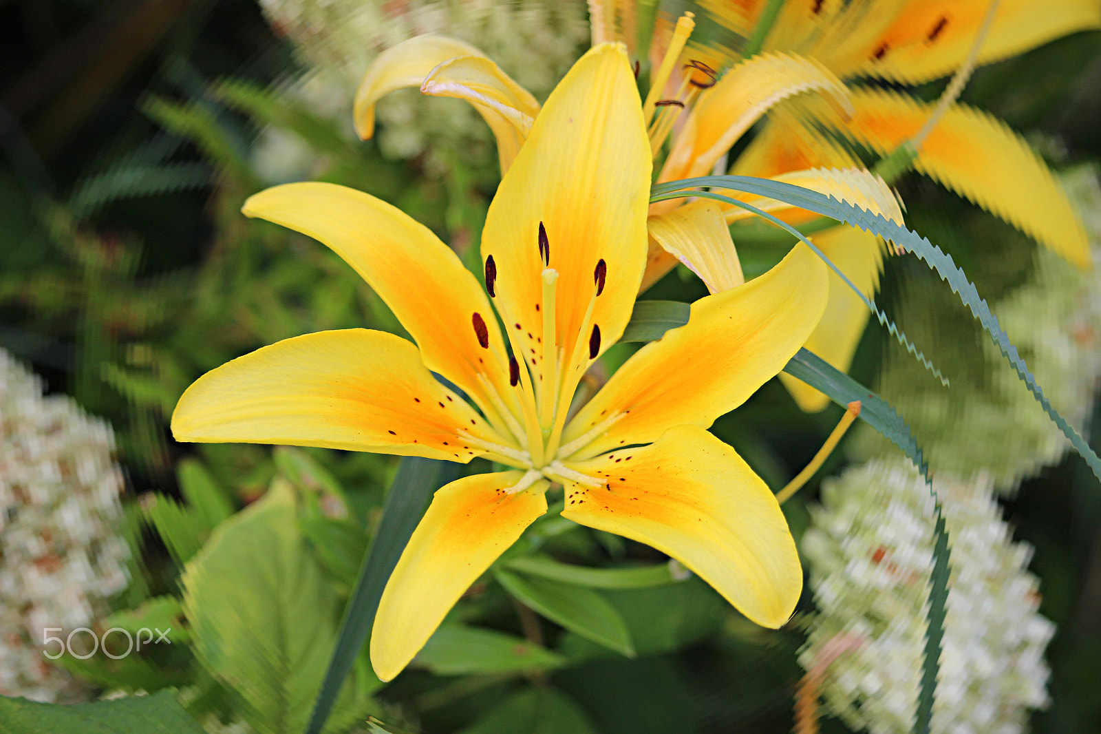 Canon EOS 600D (Rebel EOS T3i / EOS Kiss X5) + 55.0 - 250.0 mm sample photo. Yellow lilly ripple photography