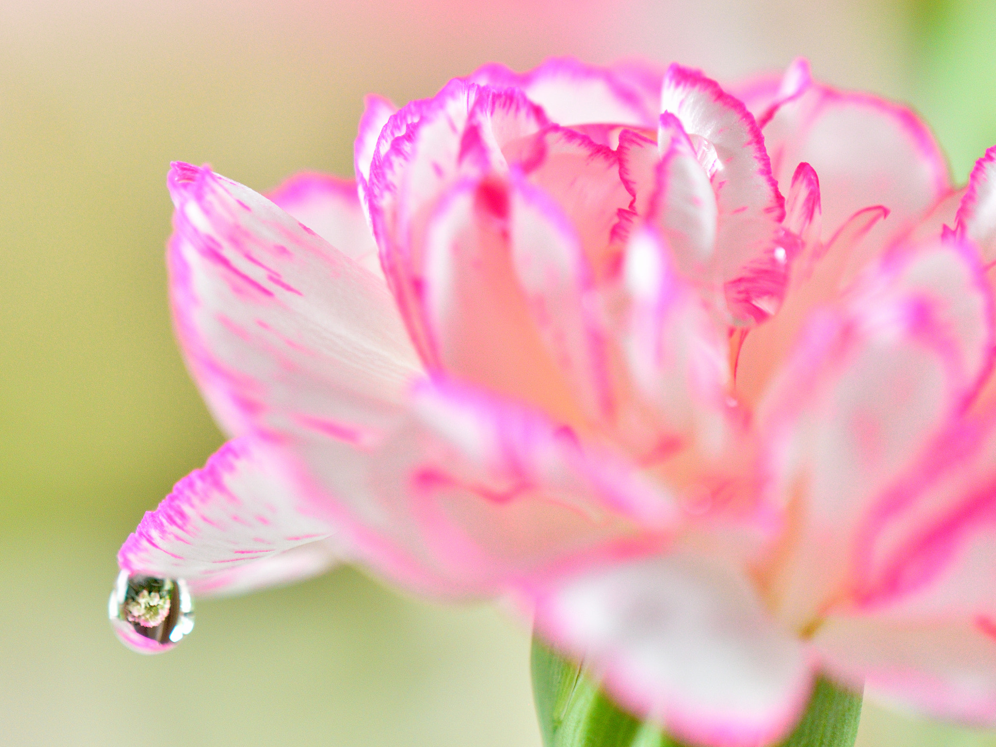 Nikon AF-S DX Micro-Nikkor 85mm F3.5G ED VR sample photo. Carnation dew photography