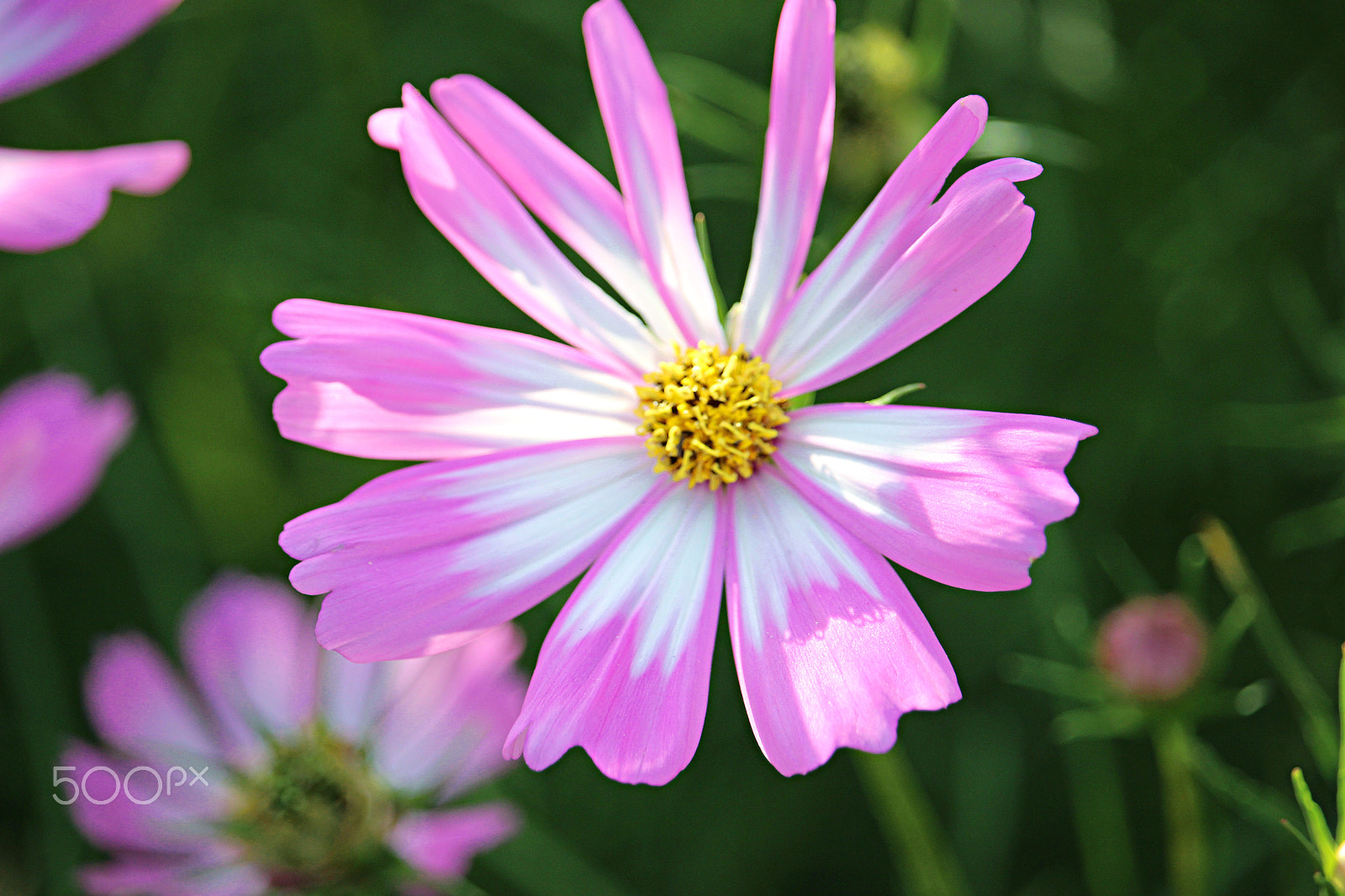 Canon EOS 600D (Rebel EOS T3i / EOS Kiss X5) + 55.0 - 250.0 mm sample photo. Pink charm photography