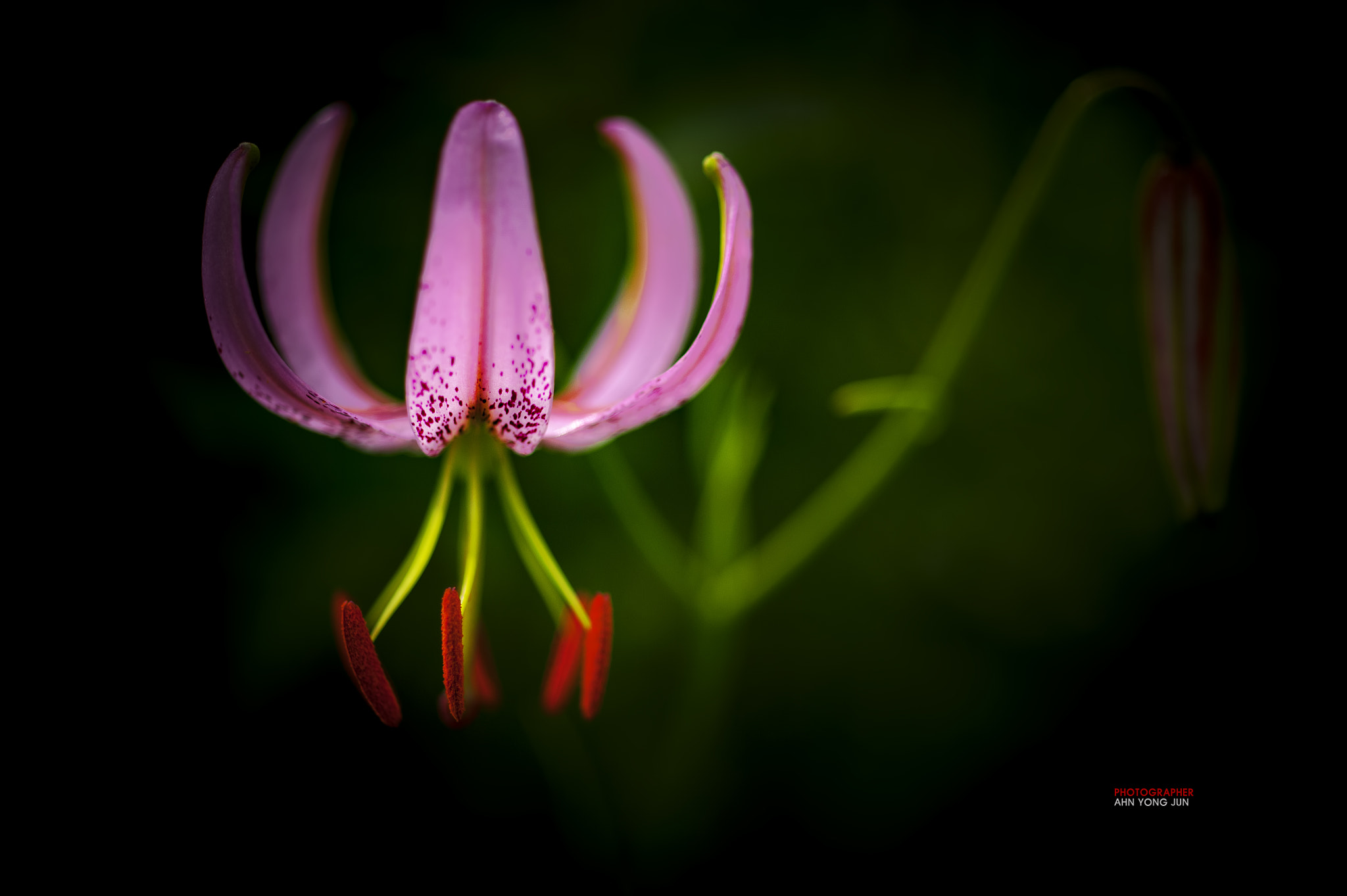 ZEISS Makro-Planar T* 50mm F2 sample photo. Pink lily in the dark photography