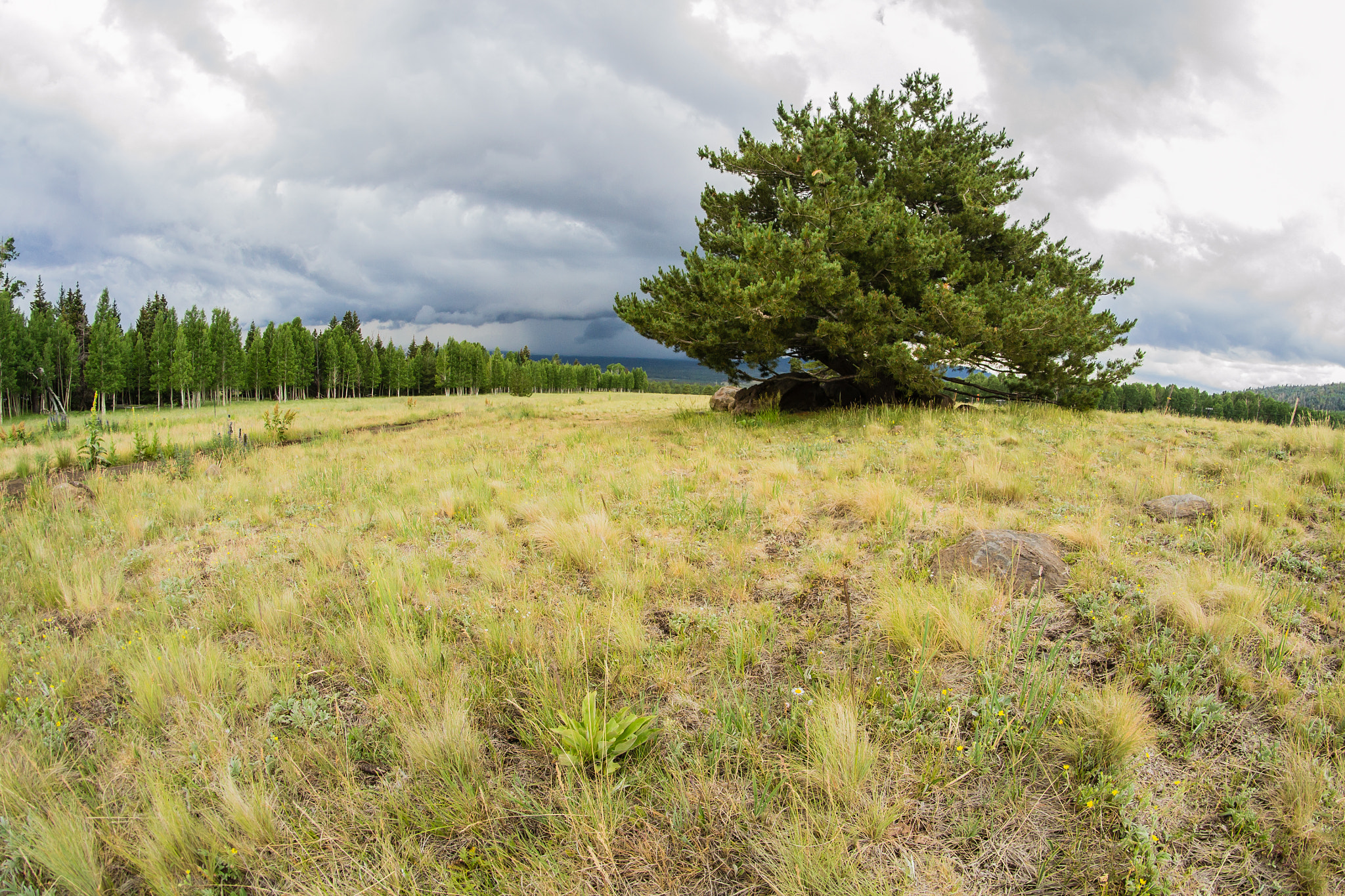 Samyang 8mm F3.5 Aspherical IF MC Fisheye sample photo. Lone tree photography