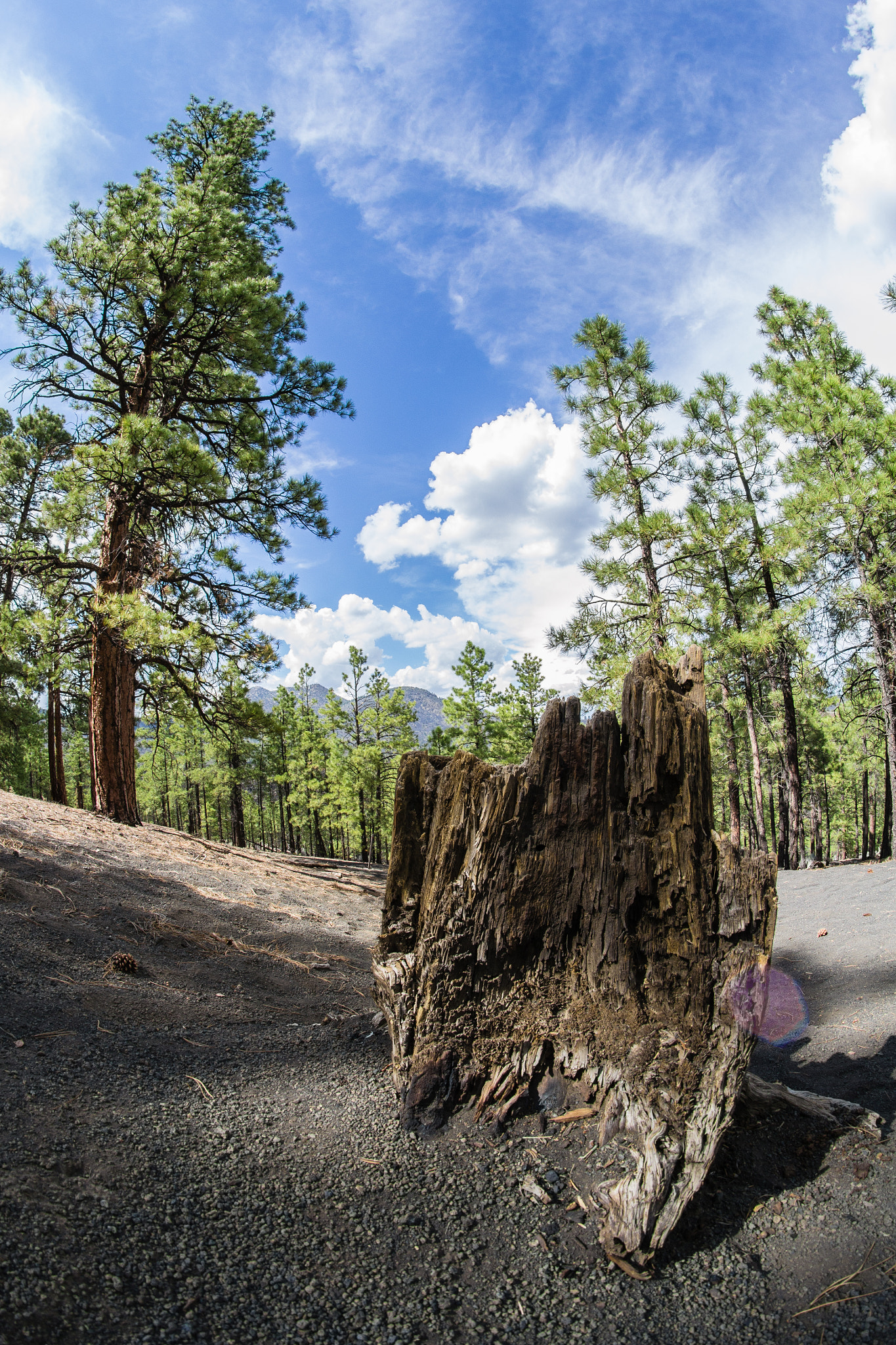 Nikon D3100 + Samyang 8mm F3.5 Aspherical IF MC Fisheye sample photo. Stumped photography