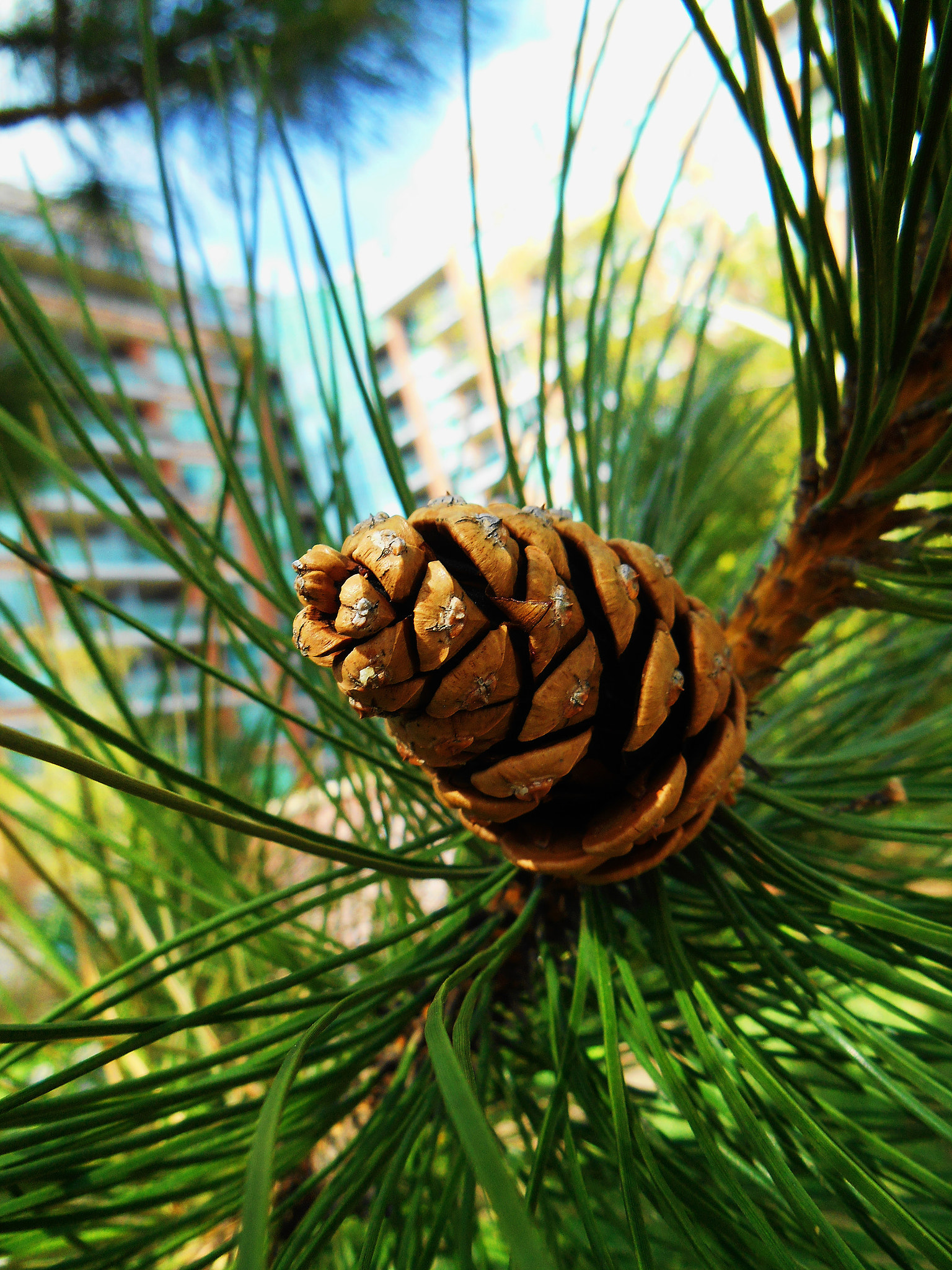 Nikon COOLPIX S3400 sample photo. Pine cone photography