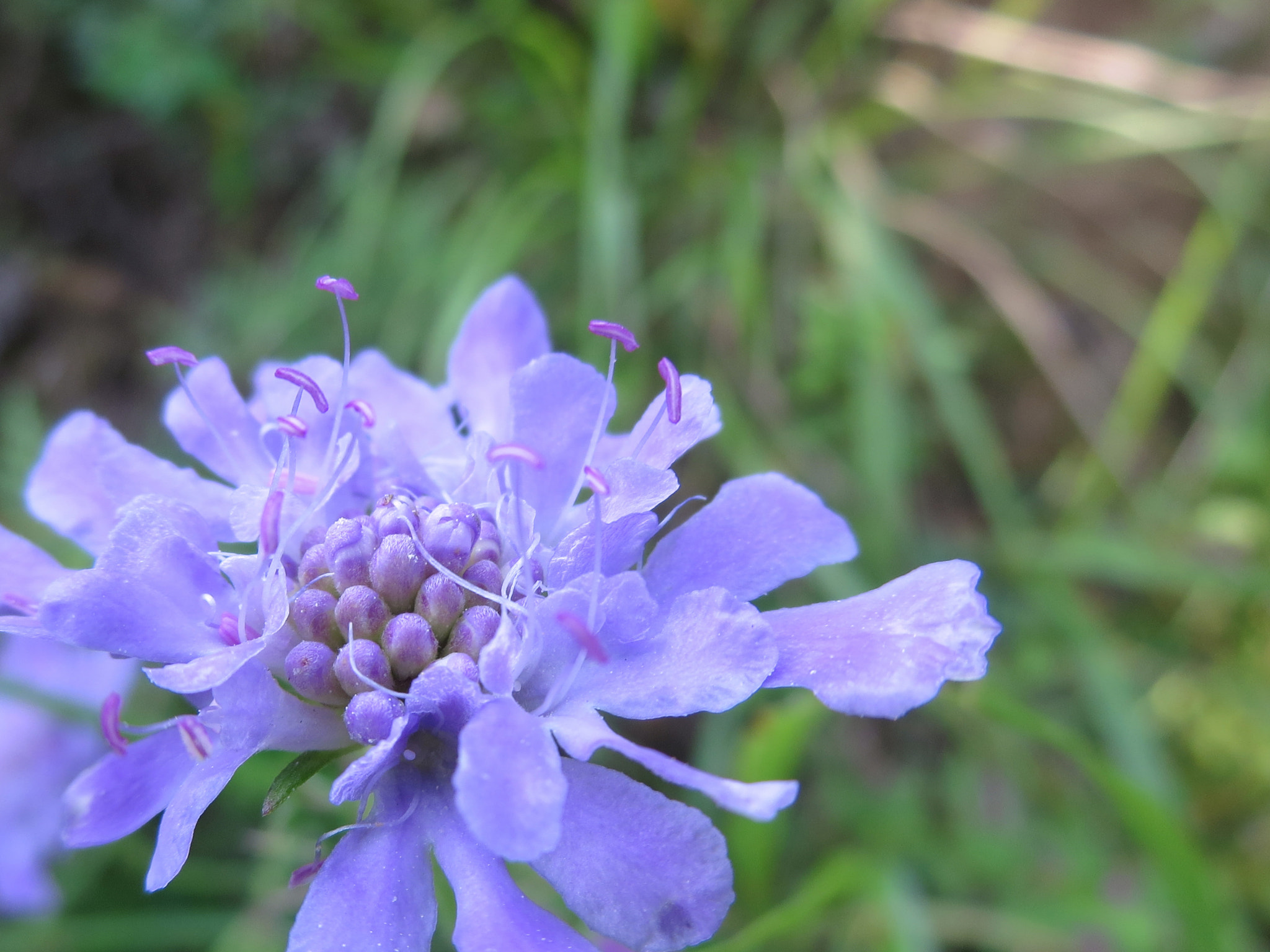 Canon PowerShot ELPH 330 HS (IXUS 255 HS / IXY 610F) sample photo. Flowers photography