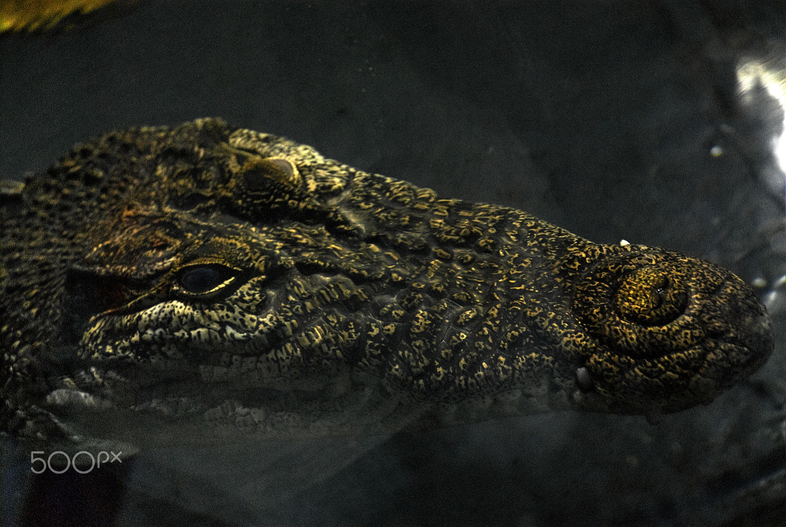 Nikon D200 sample photo. Alligator photography