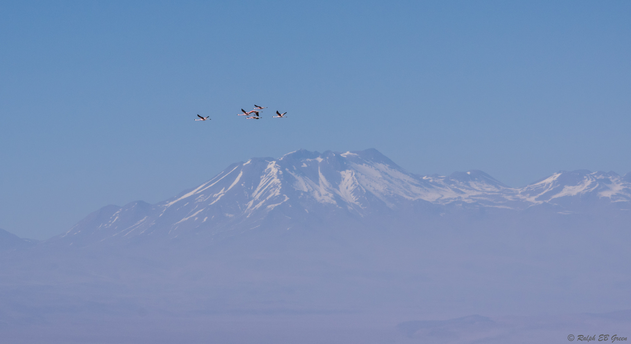 Sigma 70-200mm F2.8 EX DG Macro HSM II sample photo. Andean flamingos in-flight photography