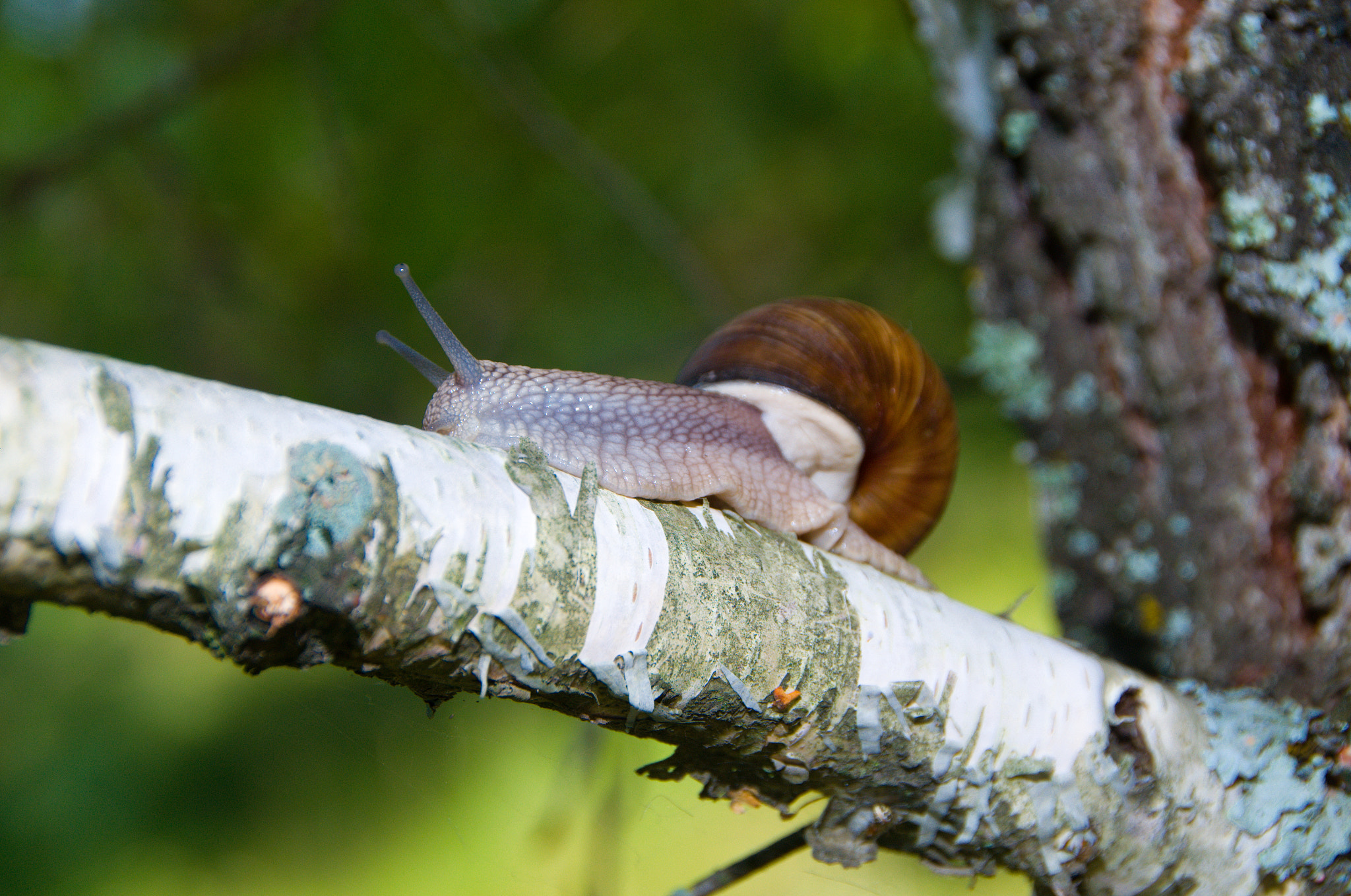 Nikon D3100 + Sigma 18-250mm F3.5-6.3 DC OS HSM sample photo. Snail photography