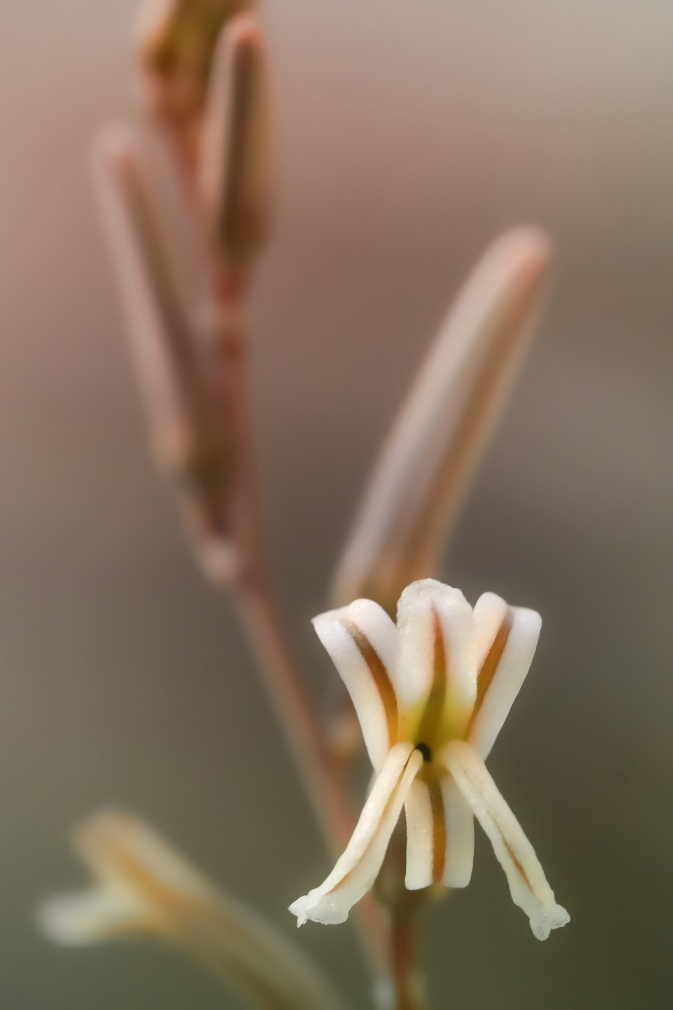 Panasonic Lumix DMC-GH4 + Canon EF 100mm F2.8L Macro IS USM sample photo. Delicate flower photography