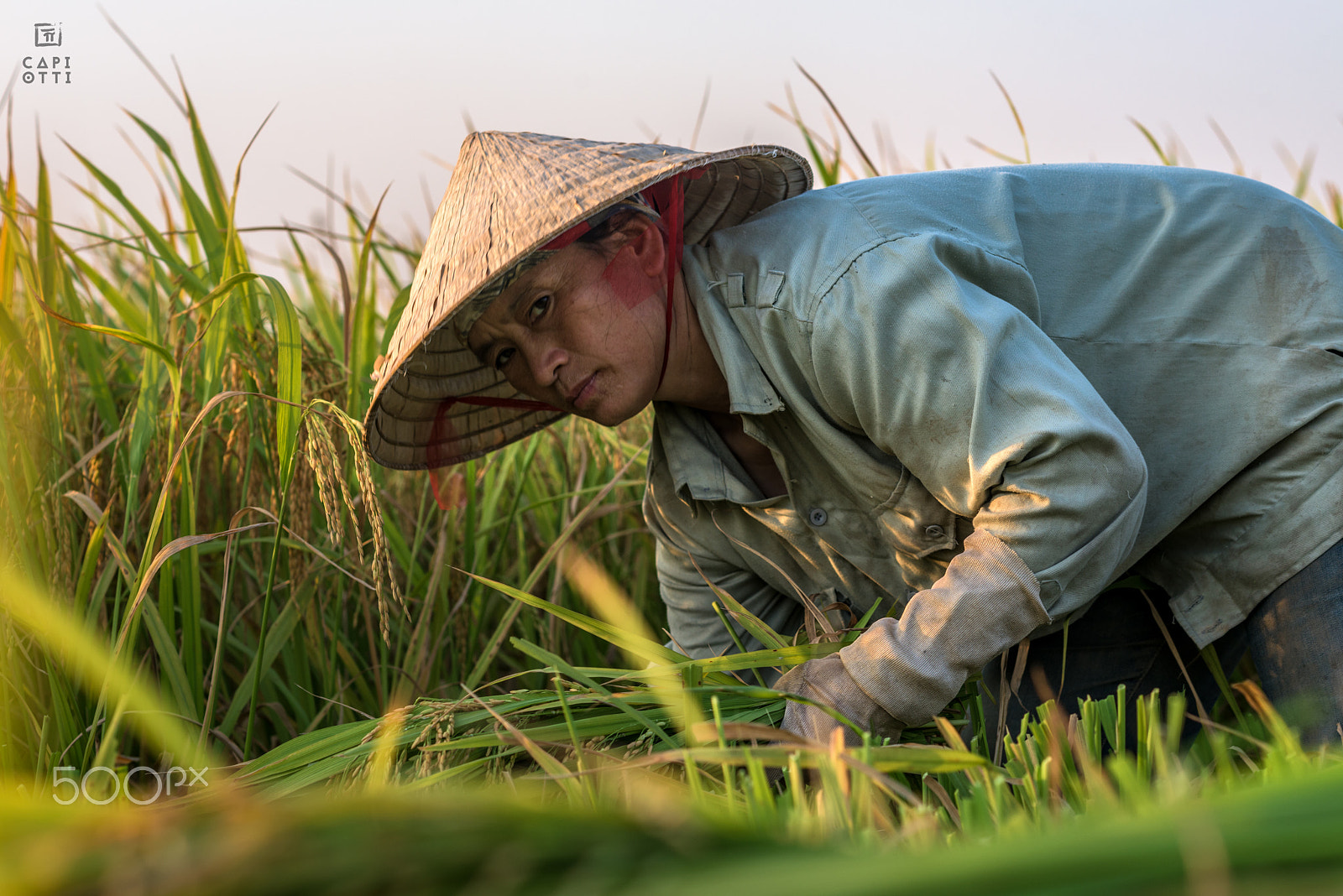 Nikon D810 + Nikon AF Nikkor 105mm F2D DC sample photo. Ninh binh photography