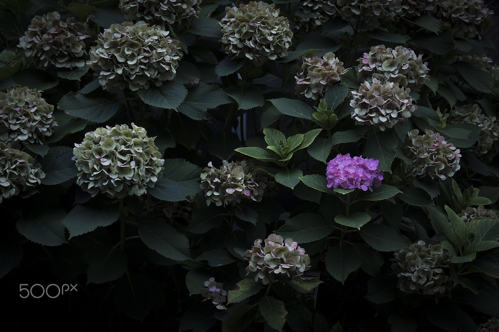 LUMIX G VARIO 35-100/F4.0-5.6 sample photo. Beauty is something lonely. photography