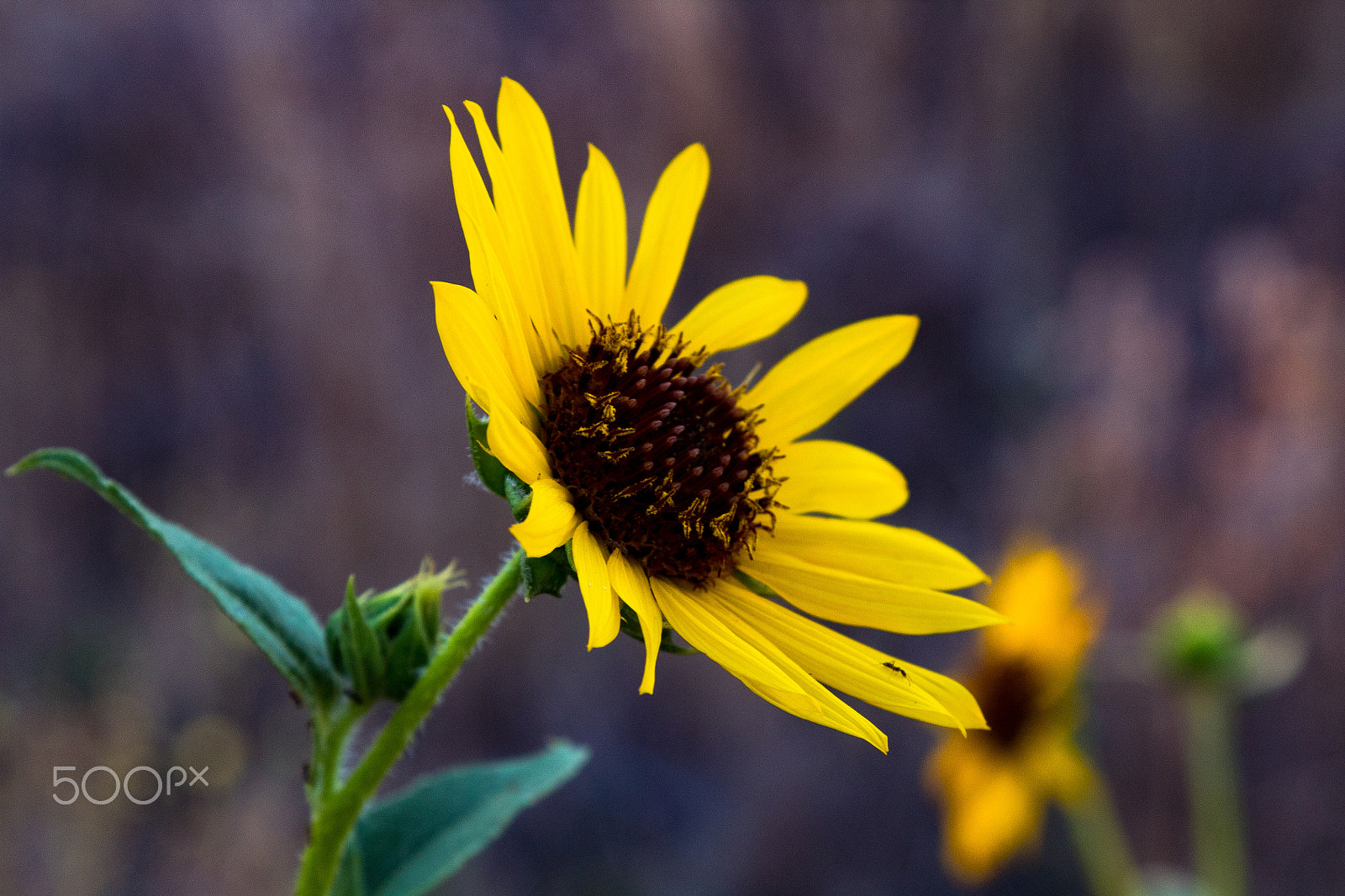Canon EF 28-105mm f/3.5-4.5 USM sample photo. Sunflower photography
