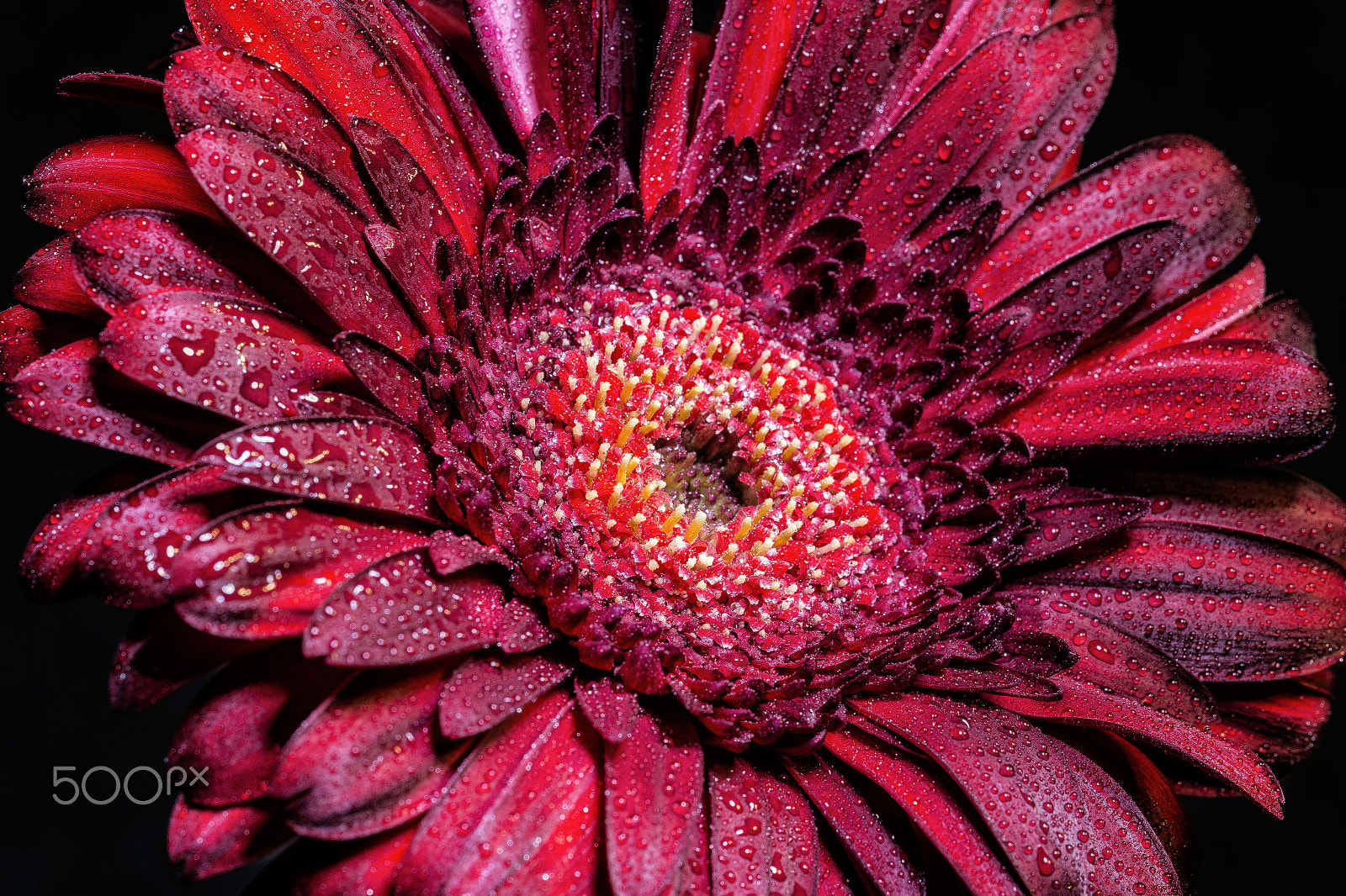 Sigma APO Macro 180mm F2.8 EX DG OS HSM sample photo. Burgundy daisy photography