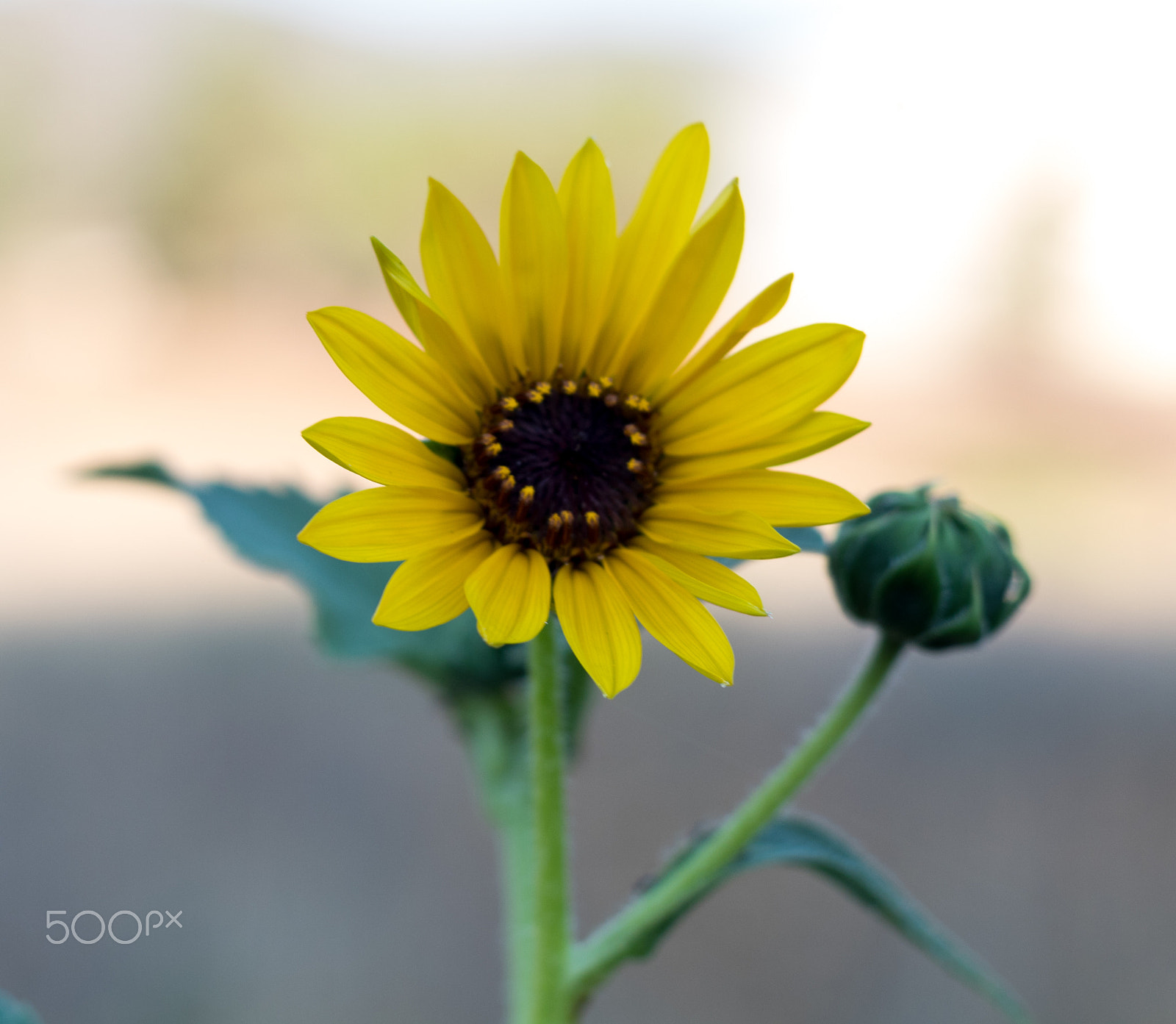 Canon EOS 1300D (EOS Rebel T6 / EOS Kiss X80) + Canon EF 50mm f/1.8 sample photo. Sunflower photography