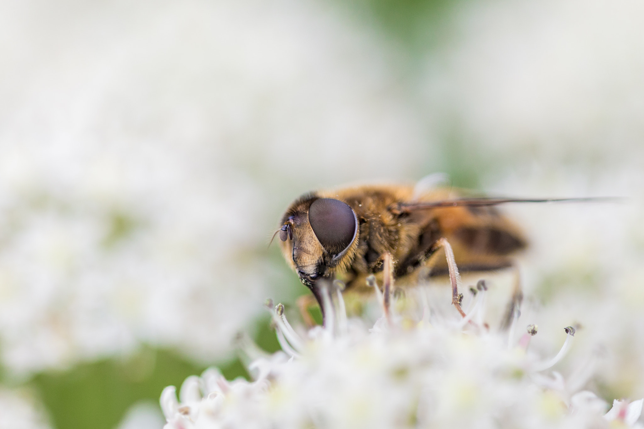 Sigma APO Macro 150mm f/2.8 EX DG HSM sample photo. Hoverfly photography