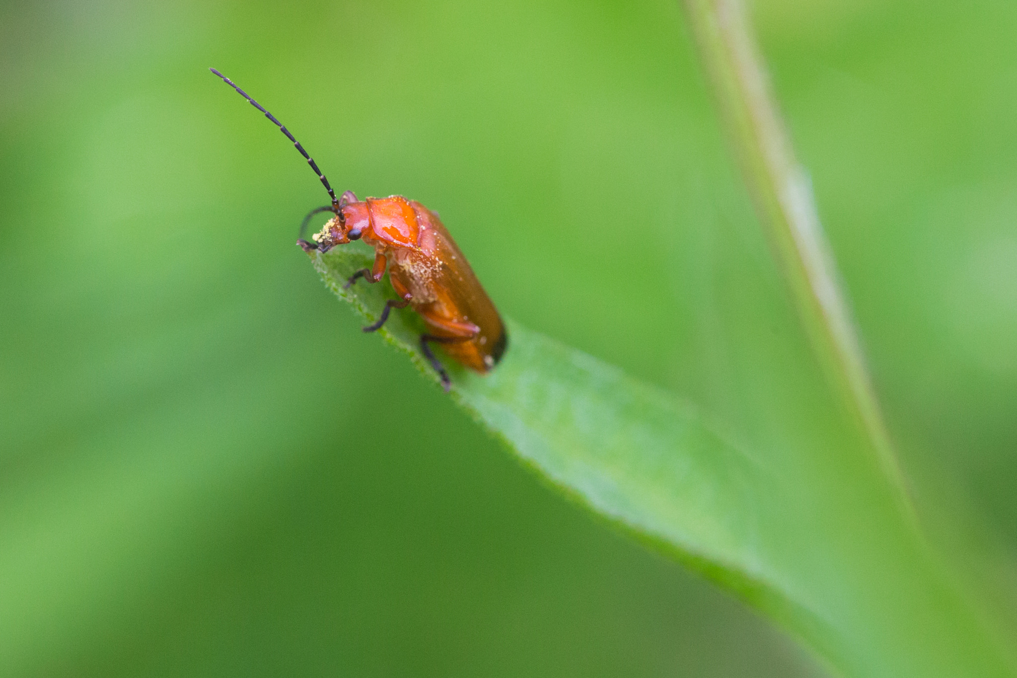 Sigma APO Macro 150mm f/2.8 EX DG HSM sample photo. Red soldier beetle photography