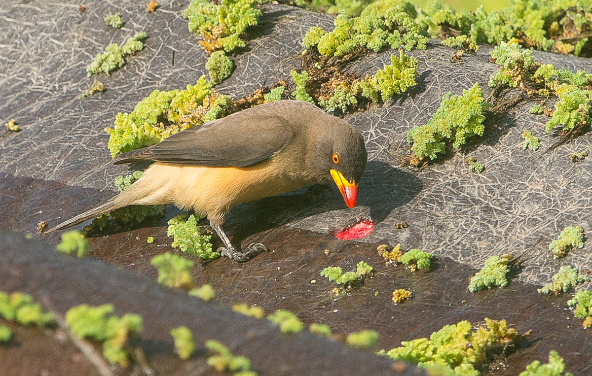 Nikon D800 + Nikon AF-S Nikkor 600mm F4G ED VR sample photo. Ouch!! yellow-billed oxpecker feeding on an hippo. photography