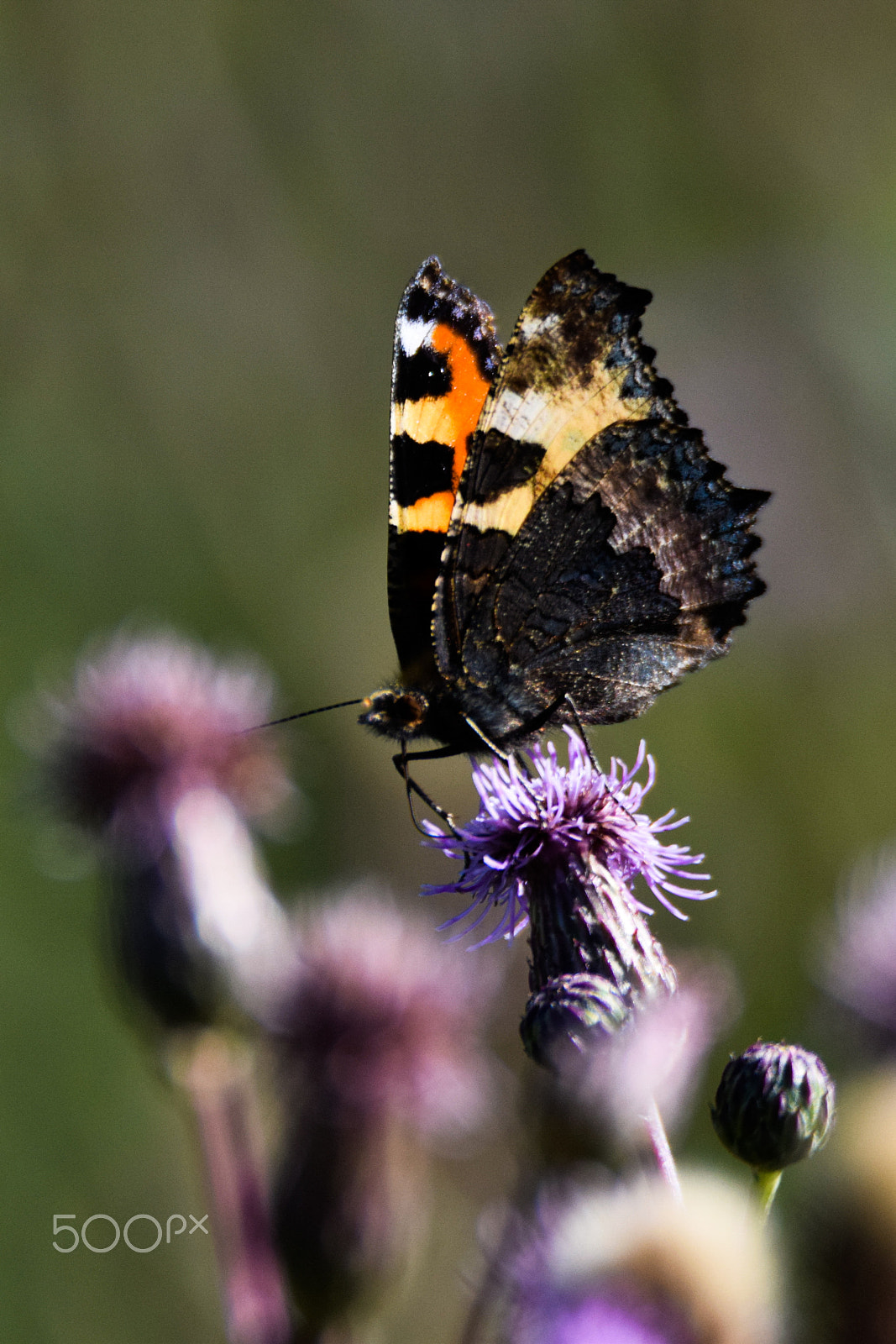 Tamron SP 150-600mm F5-6.3 Di VC USD sample photo. Issoria lathonia photography