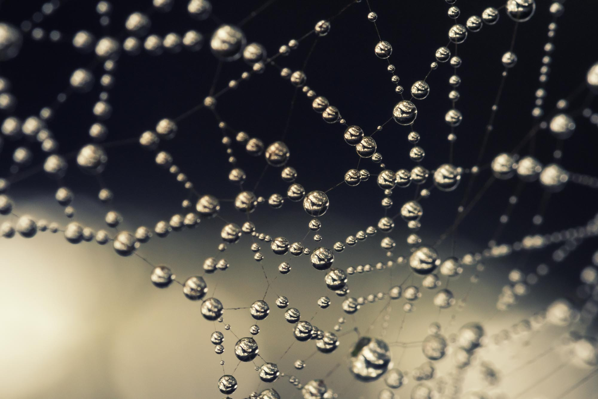 Sigma 105mm F2.8 EX DG OS HSM sample photo. Clinging to the web photography