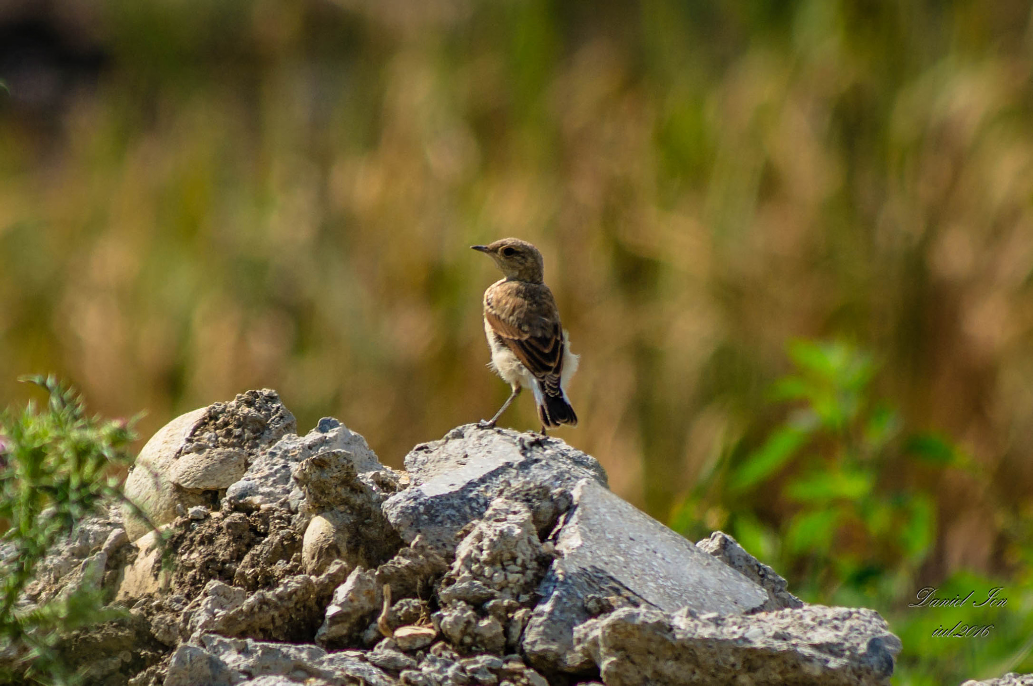 smc PENTAX-FA 80-320mm F4.5-5.6 sample photo. Oenanthe oenanthe photography