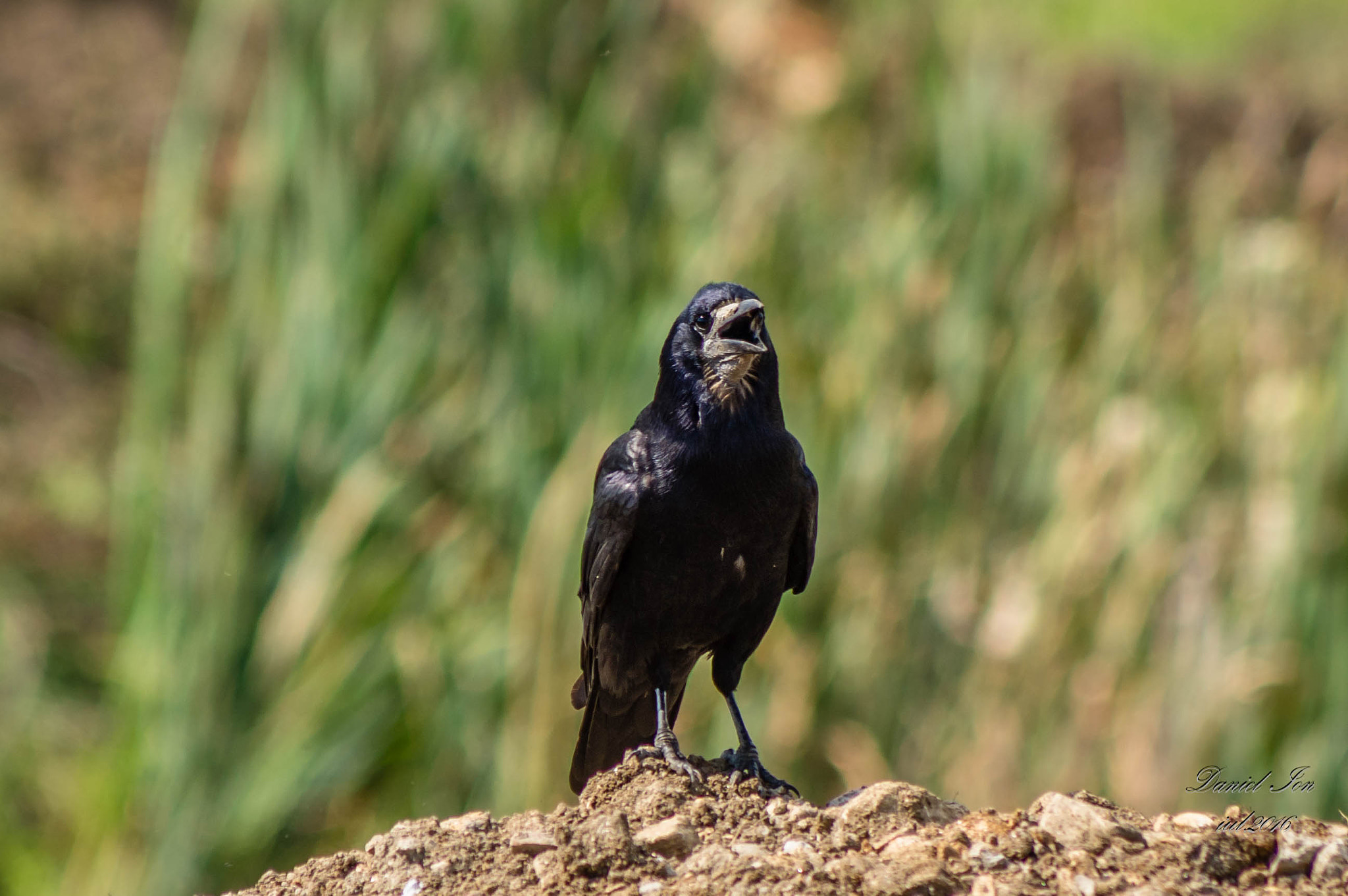 smc PENTAX-FA 80-320mm F4.5-5.6 sample photo. Corvus frugilegus photography