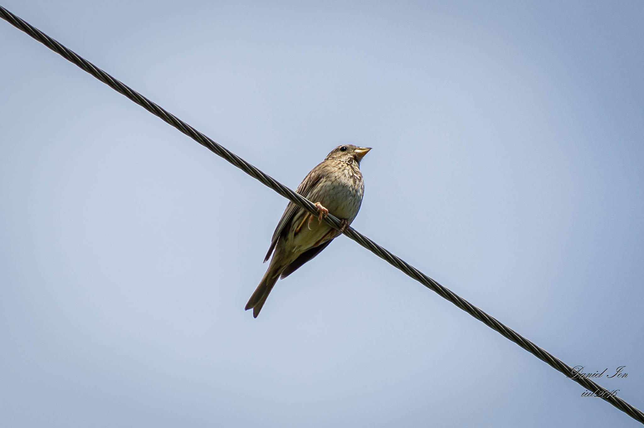 smc PENTAX-FA 80-320mm F4.5-5.6 sample photo. Miliaria calandra photography
