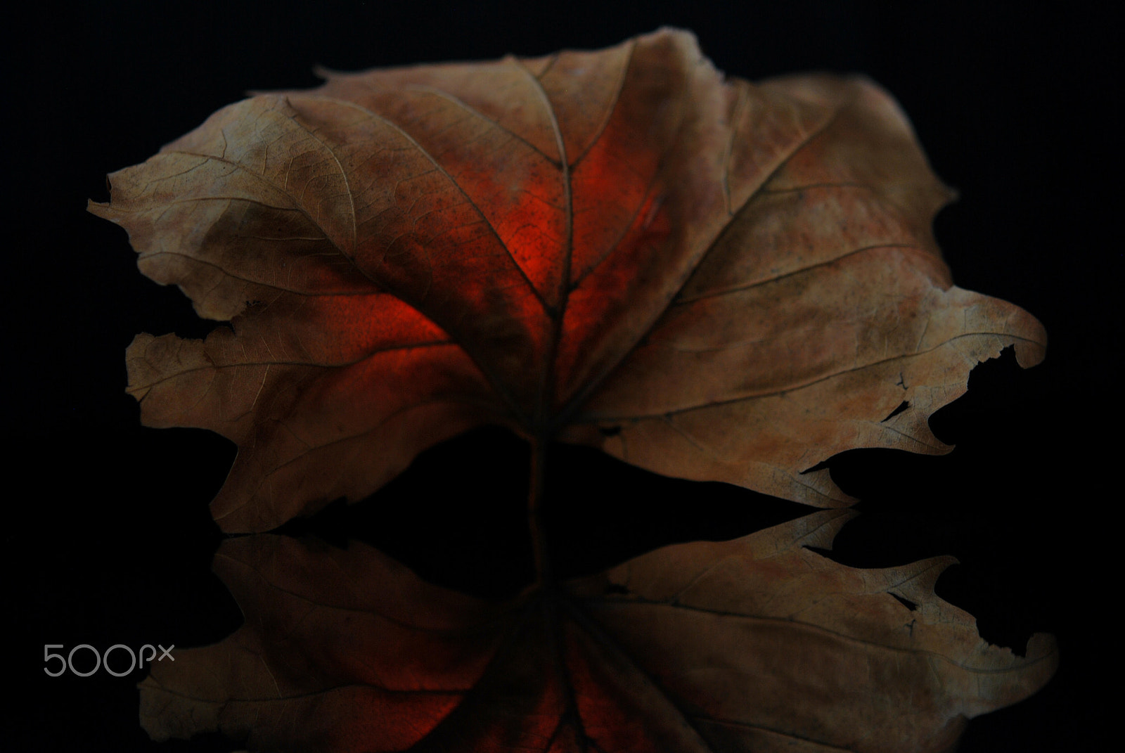 Nikon AF-S Micro-Nikkor 60mm F2.8G ED sample photo. Mother nature's heart photography