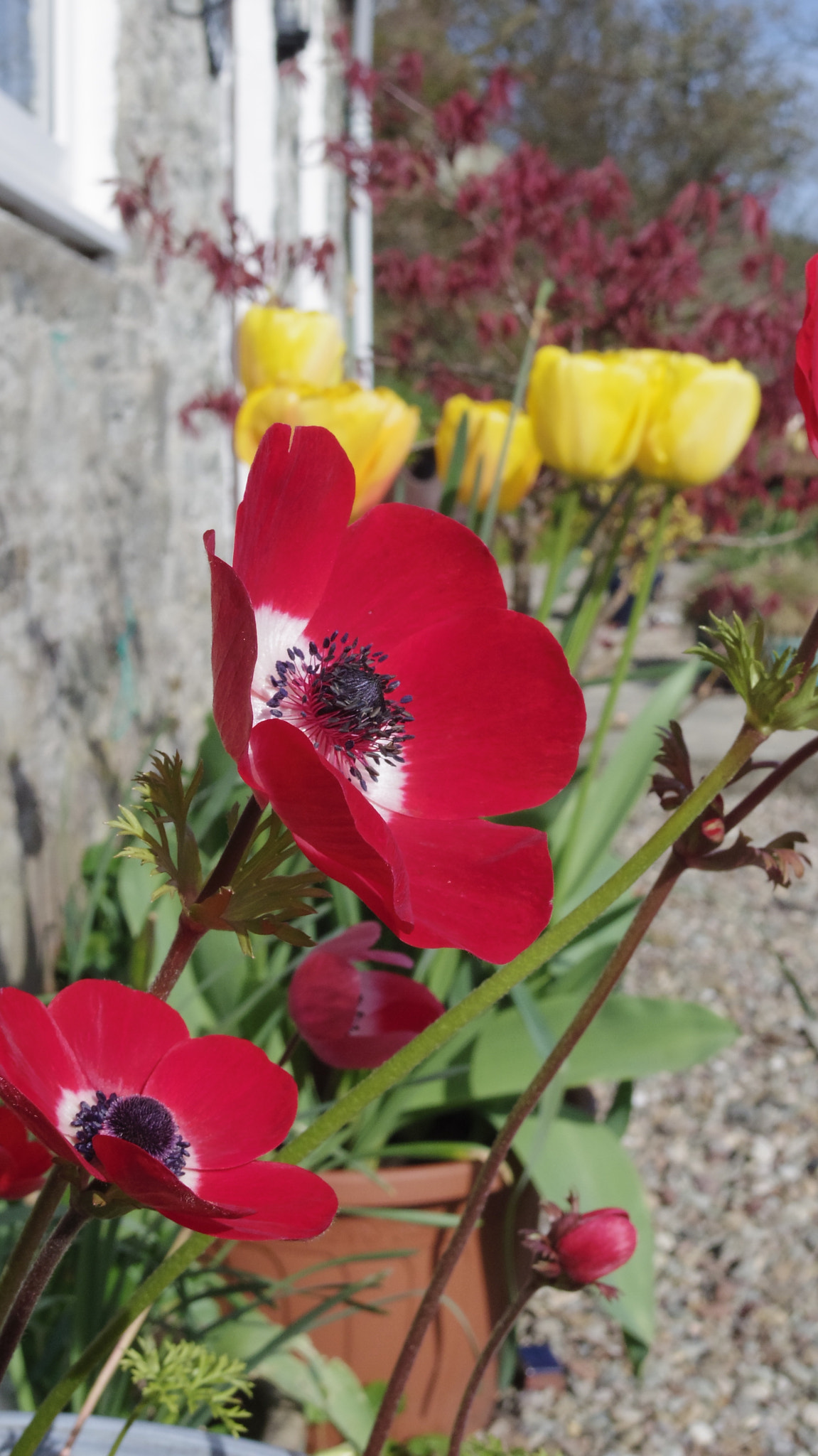 Pentax Q sample photo. Summer garden border photography