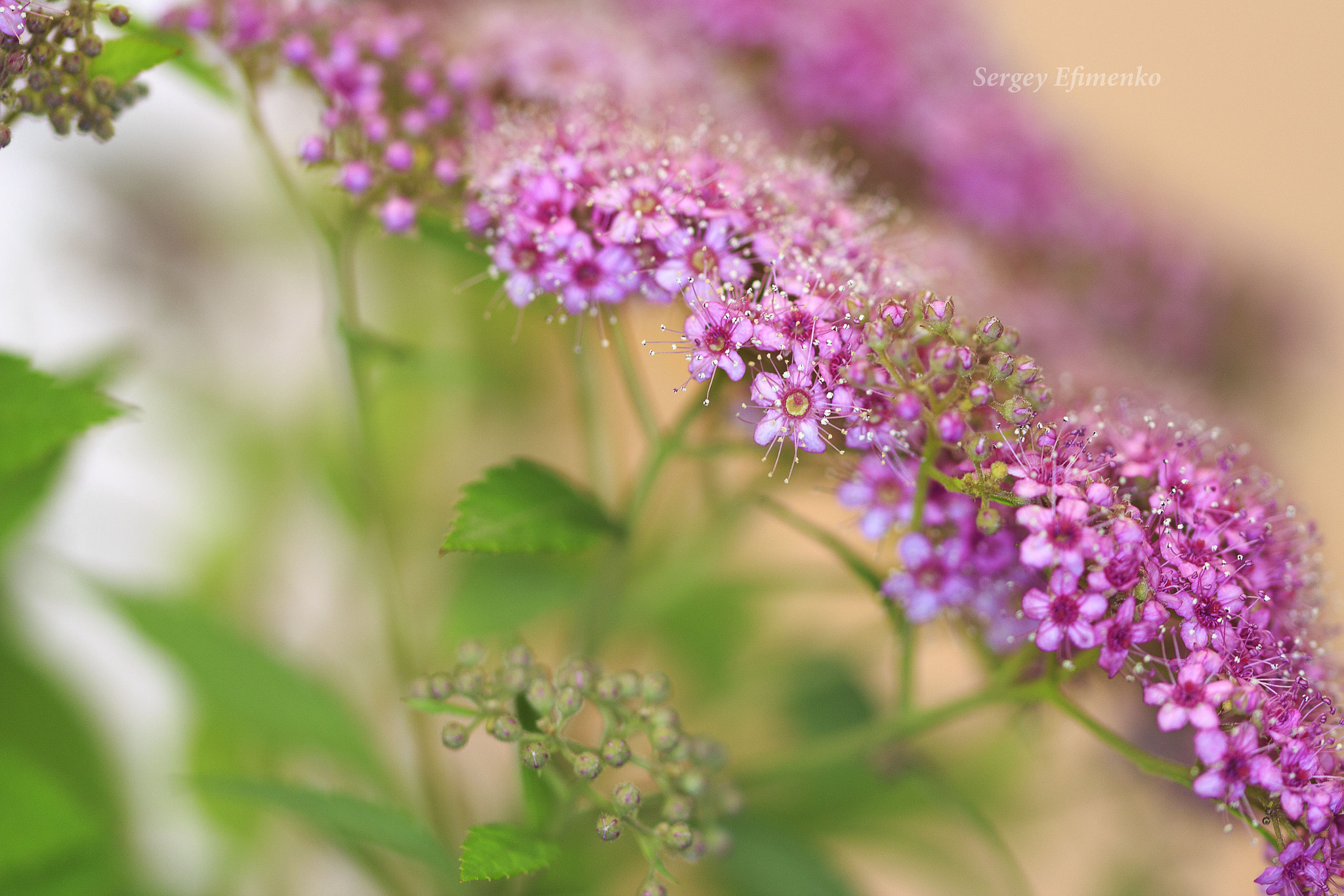 Sigma 105mm F2.8 EX DG OS HSM sample photo. Spiraea photography