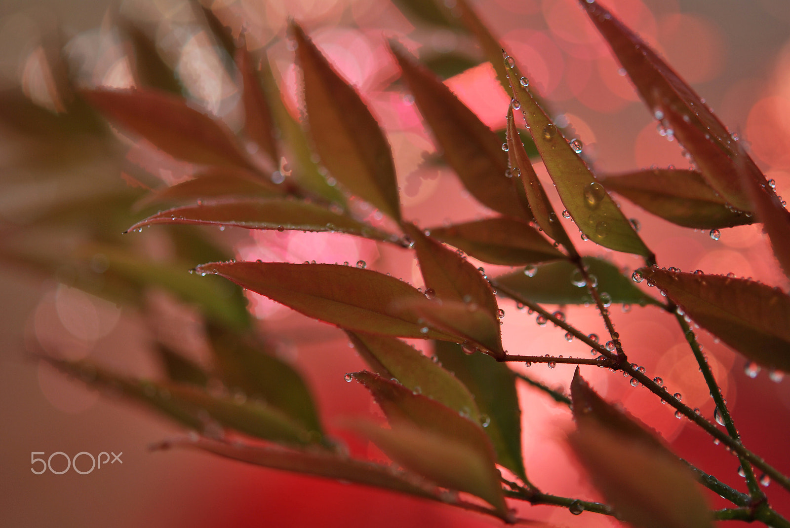 Nikon AF-S Micro-Nikkor 60mm F2.8G ED sample photo. After the rain photography