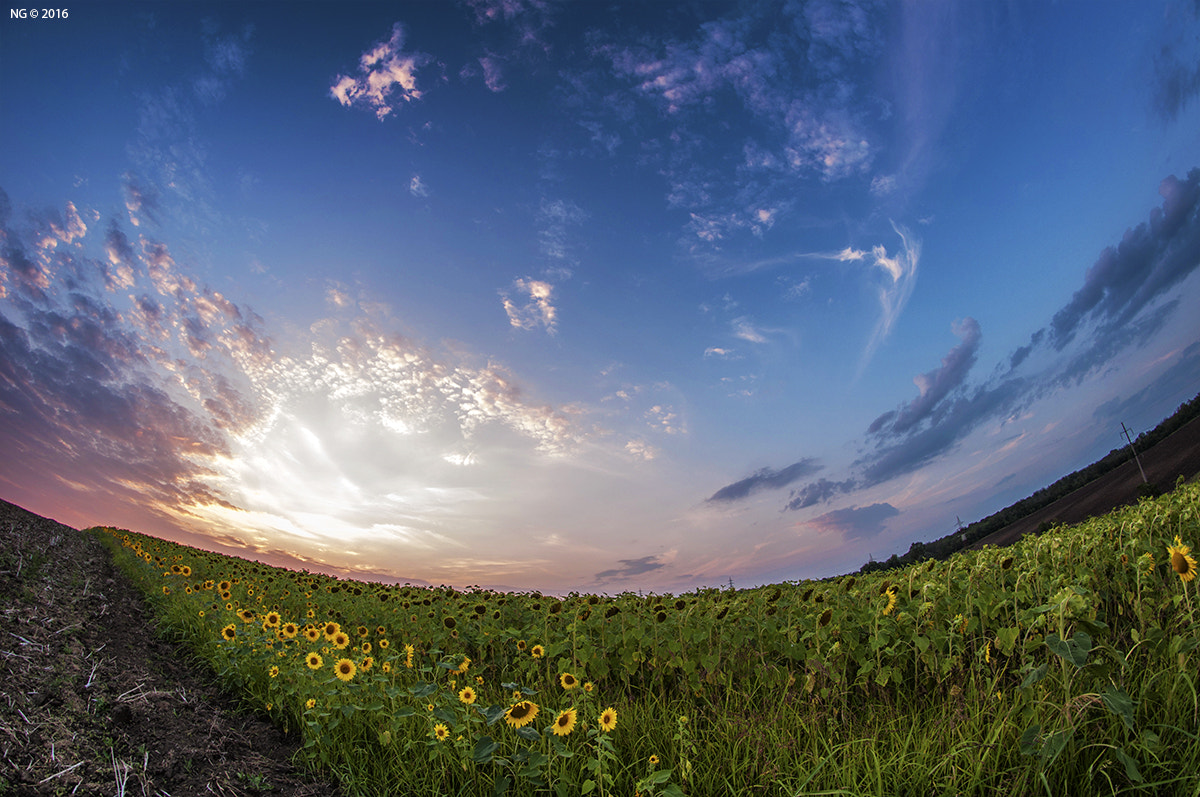 Nikon D90 + Samyang 8mm F3.5 Aspherical IF MC Fisheye sample photo. Yesterday`s sunset photography