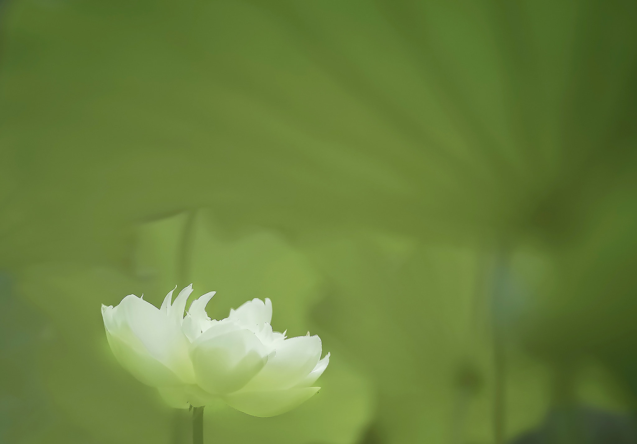 Olympus OM-D E-M5 II + Olympus M.Zuiko Digital ED 75mm F1.8 sample photo. 荷韵 photography