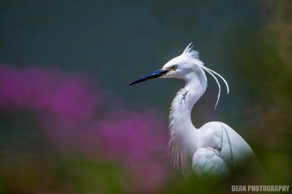 Canon EOS-1D Mark IV sample photo. Little egret photography