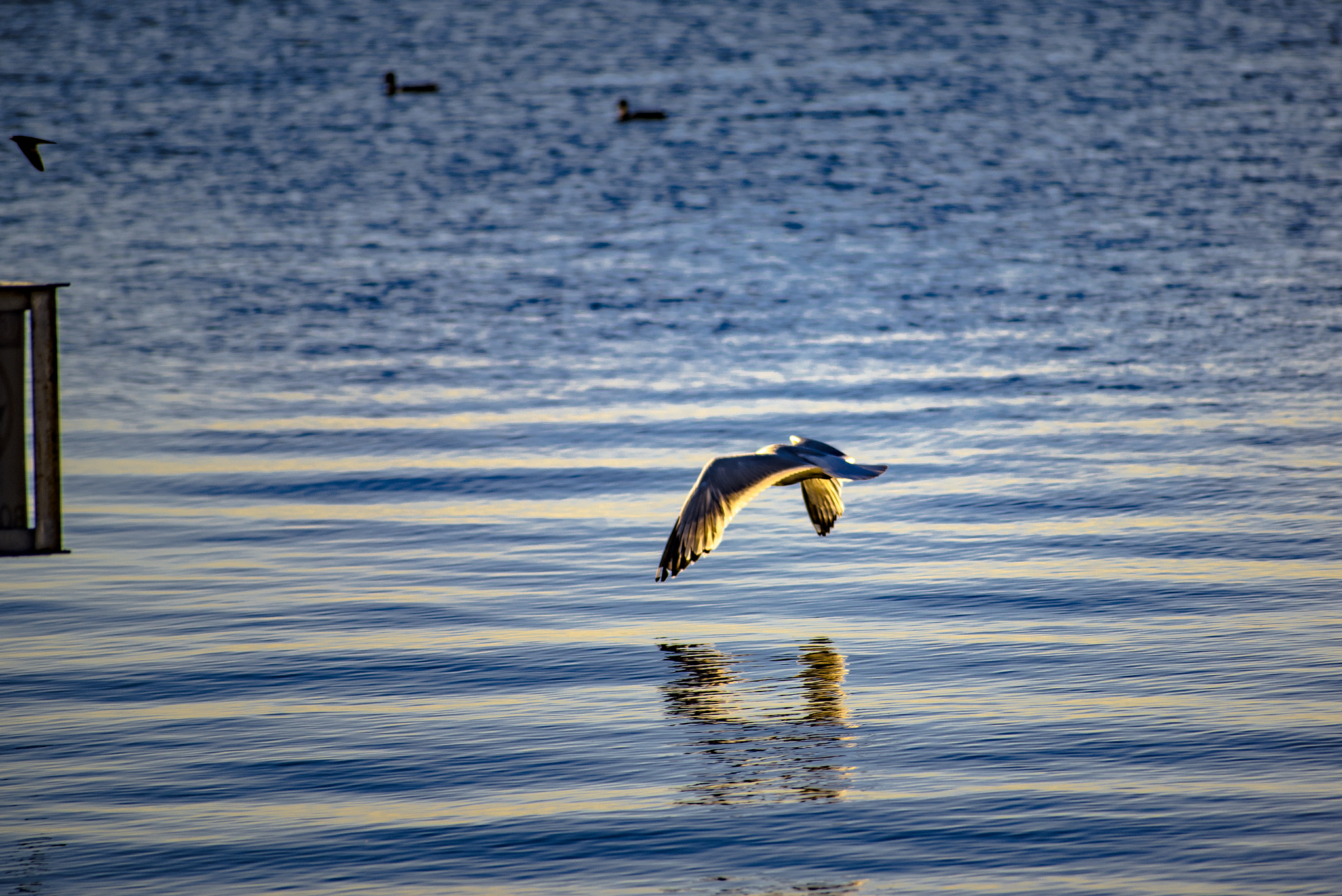 Sigma 70-300mm F4-5.6 APO DG Macro sample photo. Low flier photography