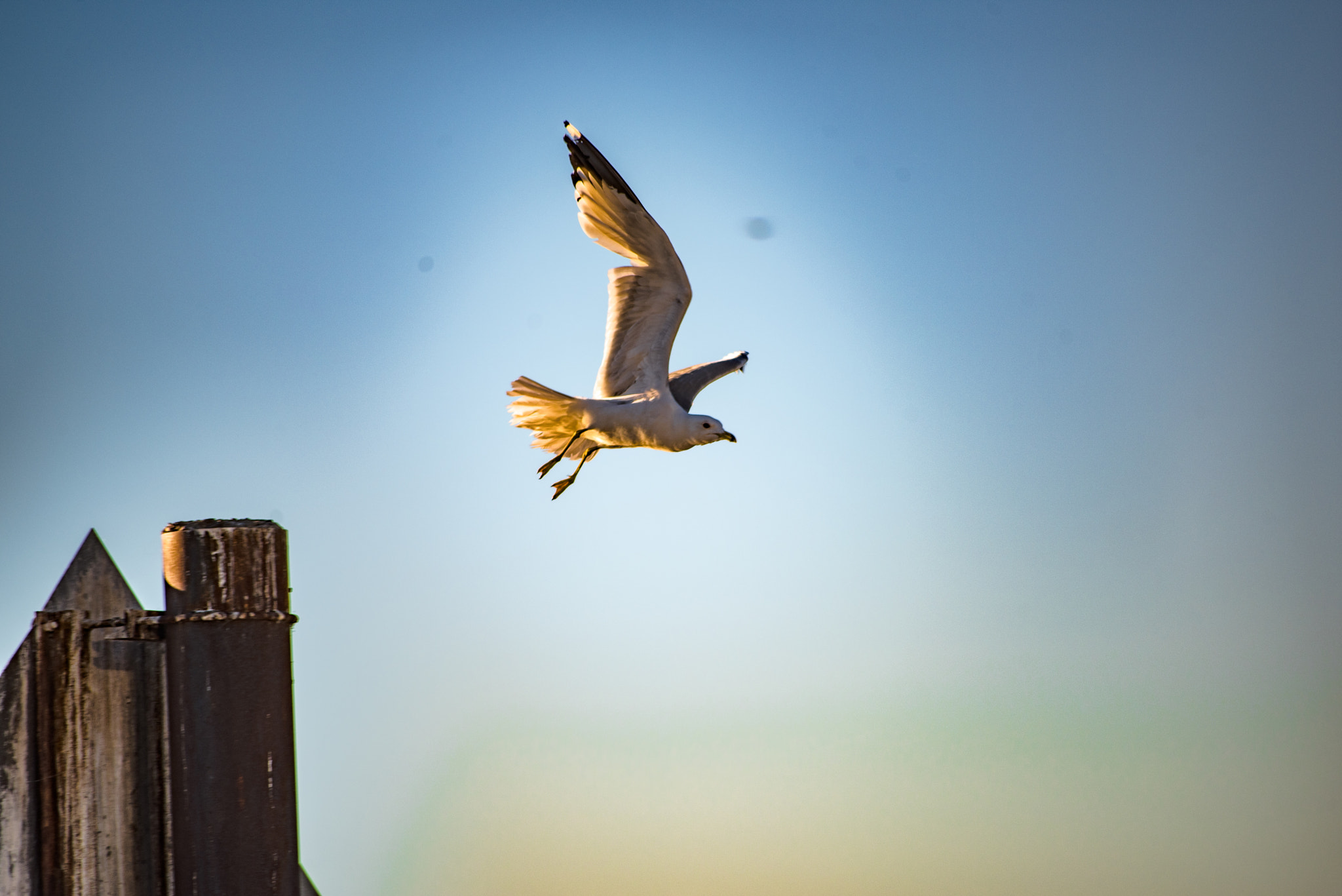 Sigma 70-300mm F4-5.6 APO DG Macro sample photo. Early bird catches the worm photography