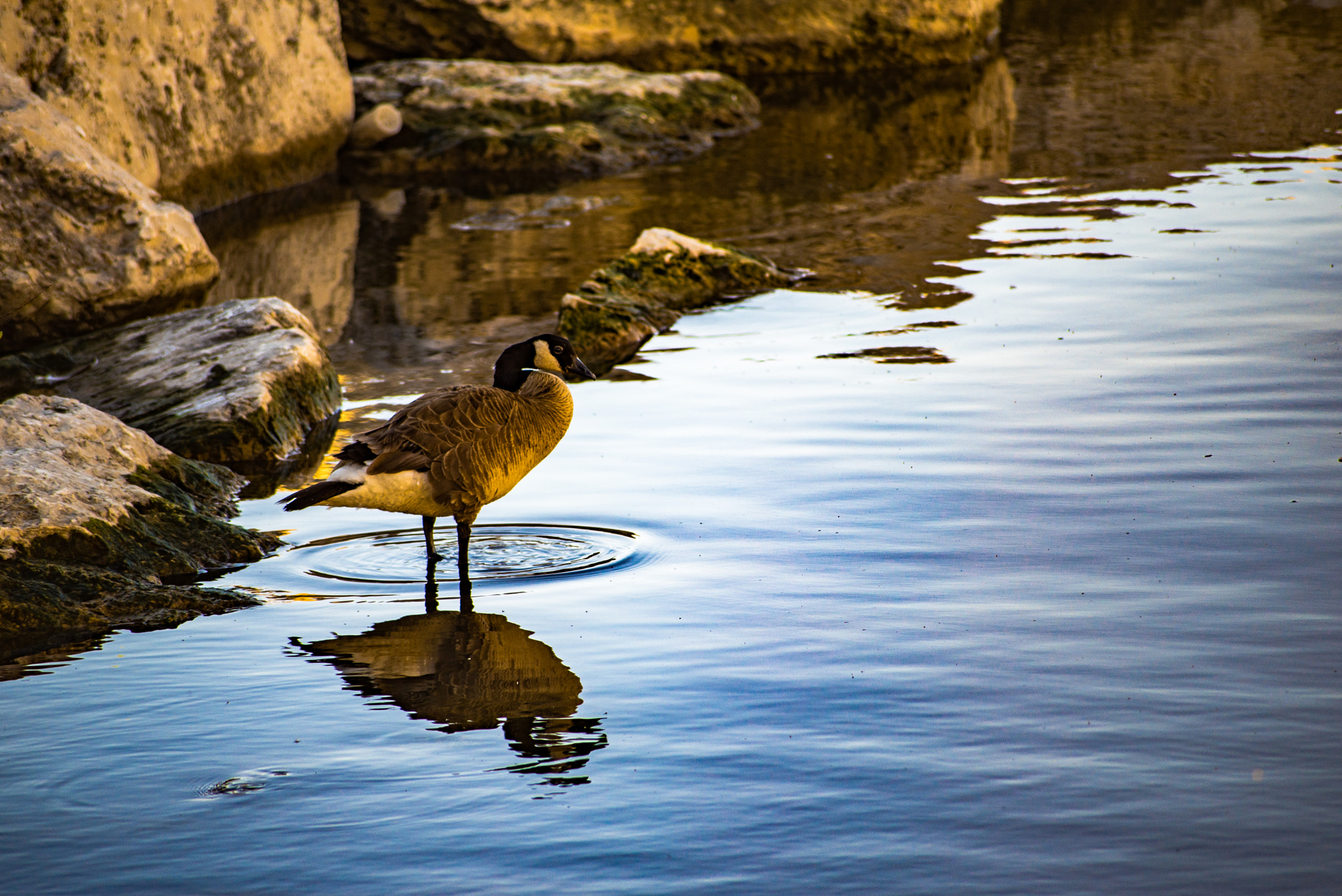 Sigma 70-300mm F4-5.6 APO DG Macro sample photo. Early morning reflection photography
