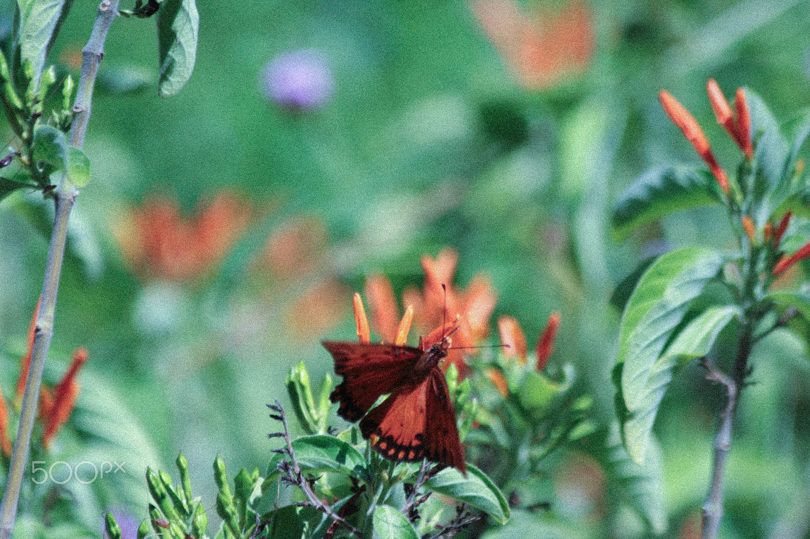 Canon EF 70-300mm F4-5.6 IS USM sample photo. Butterfly photography