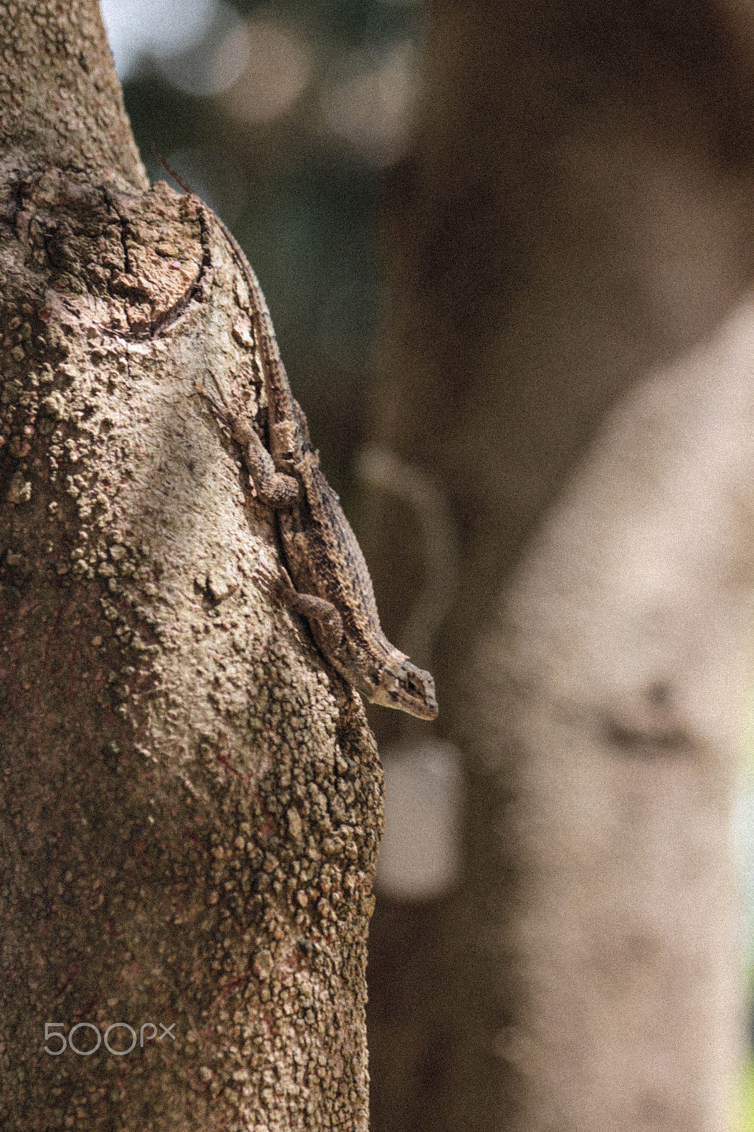 Canon EF 70-300mm F4-5.6 IS USM sample photo. Lizard photography