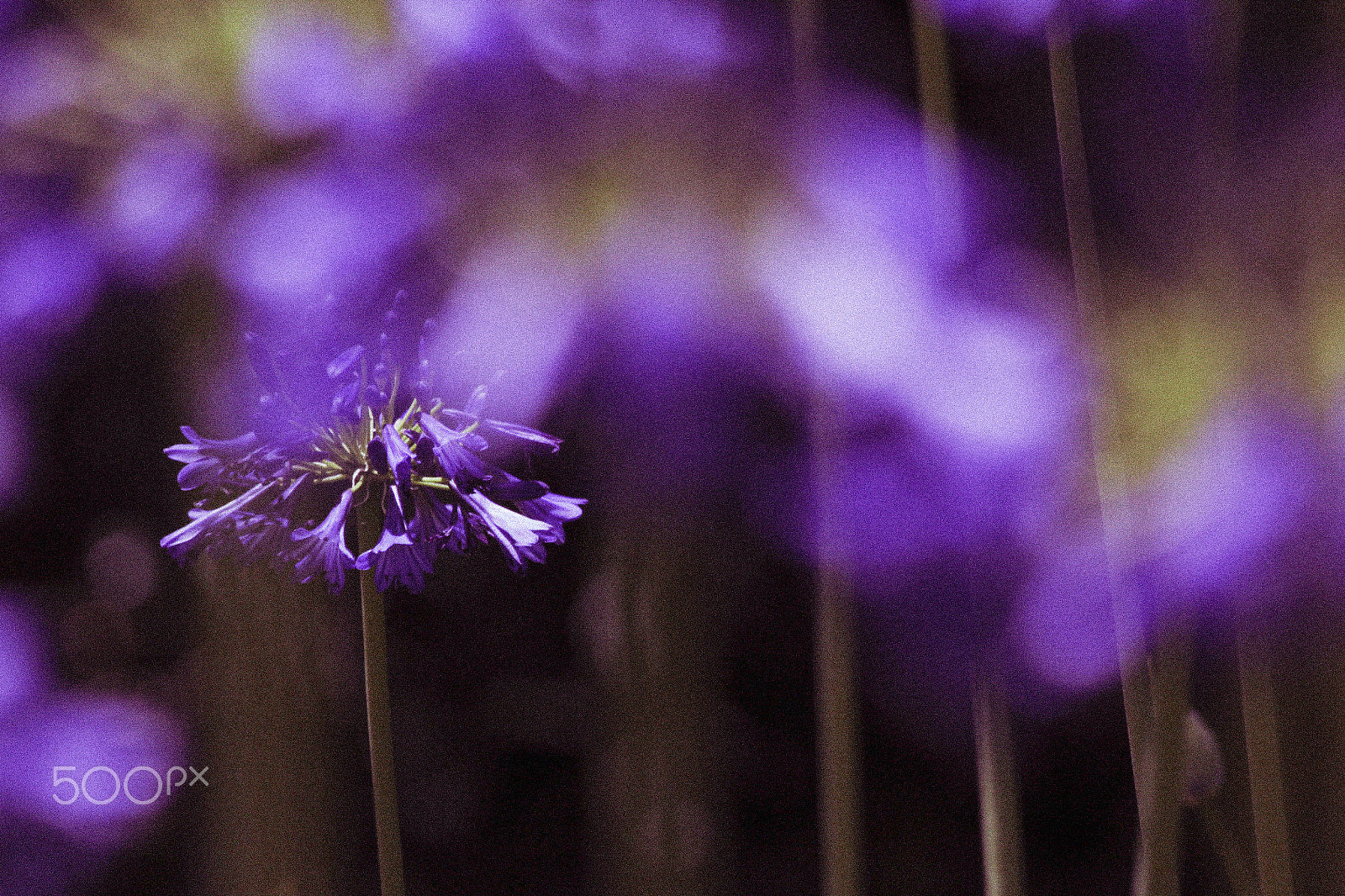 Canon EF 70-300mm F4-5.6 IS USM sample photo. Purple photography