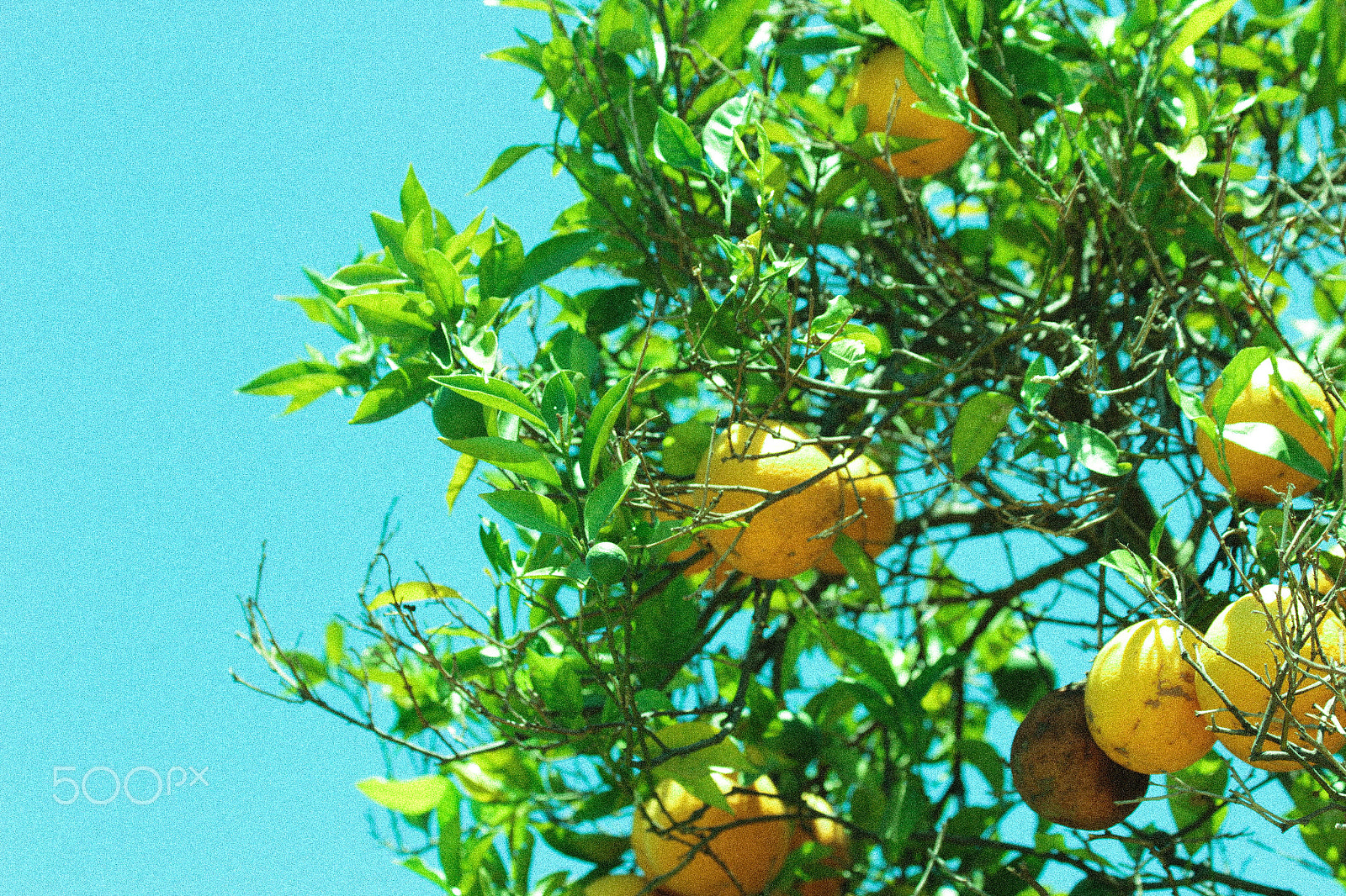 Canon EF 70-300mm F4-5.6 IS USM sample photo. Citrus dreams photography