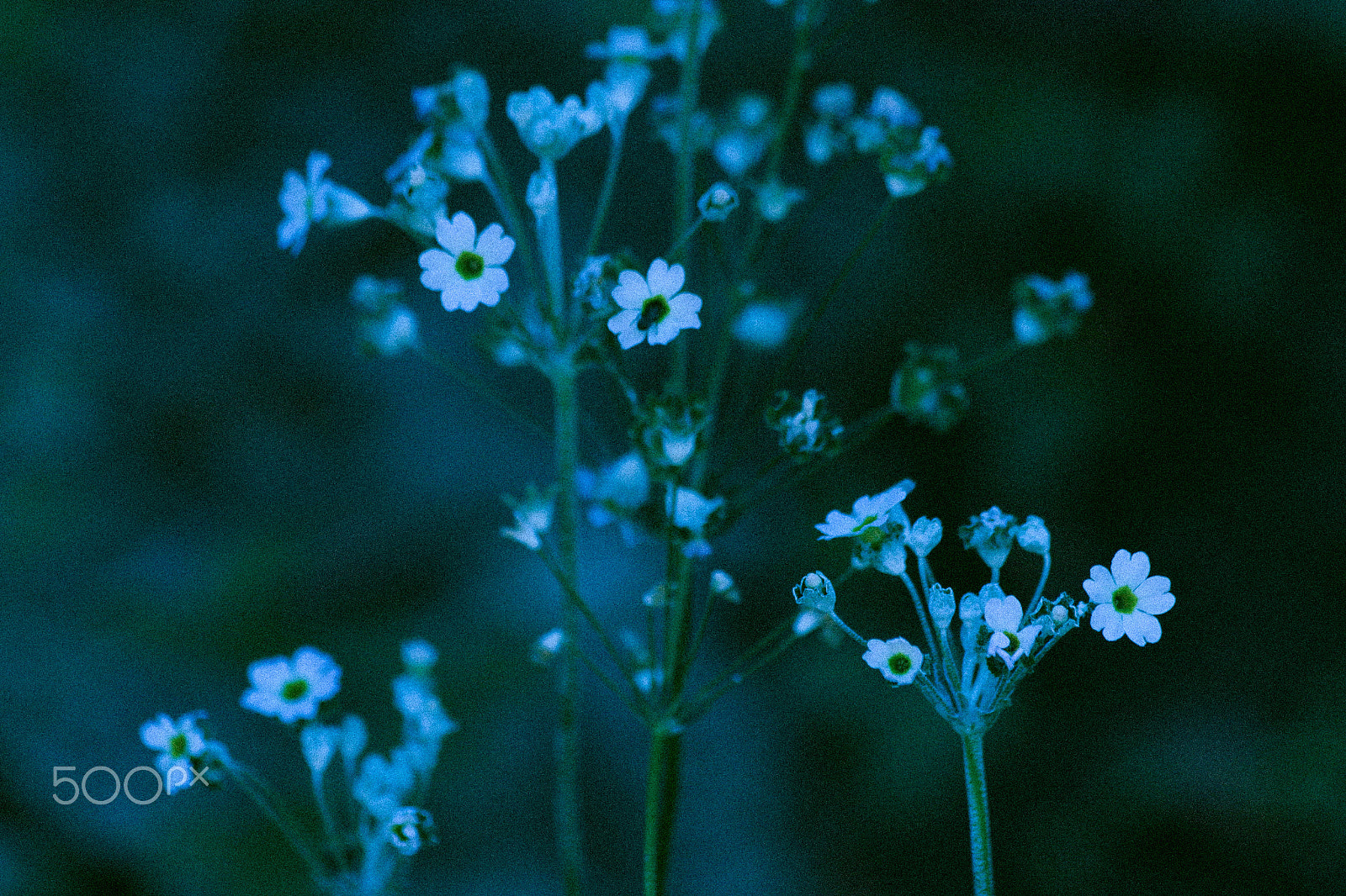 Canon EF 70-300mm F4-5.6 IS USM sample photo. Dainty white flowers photography