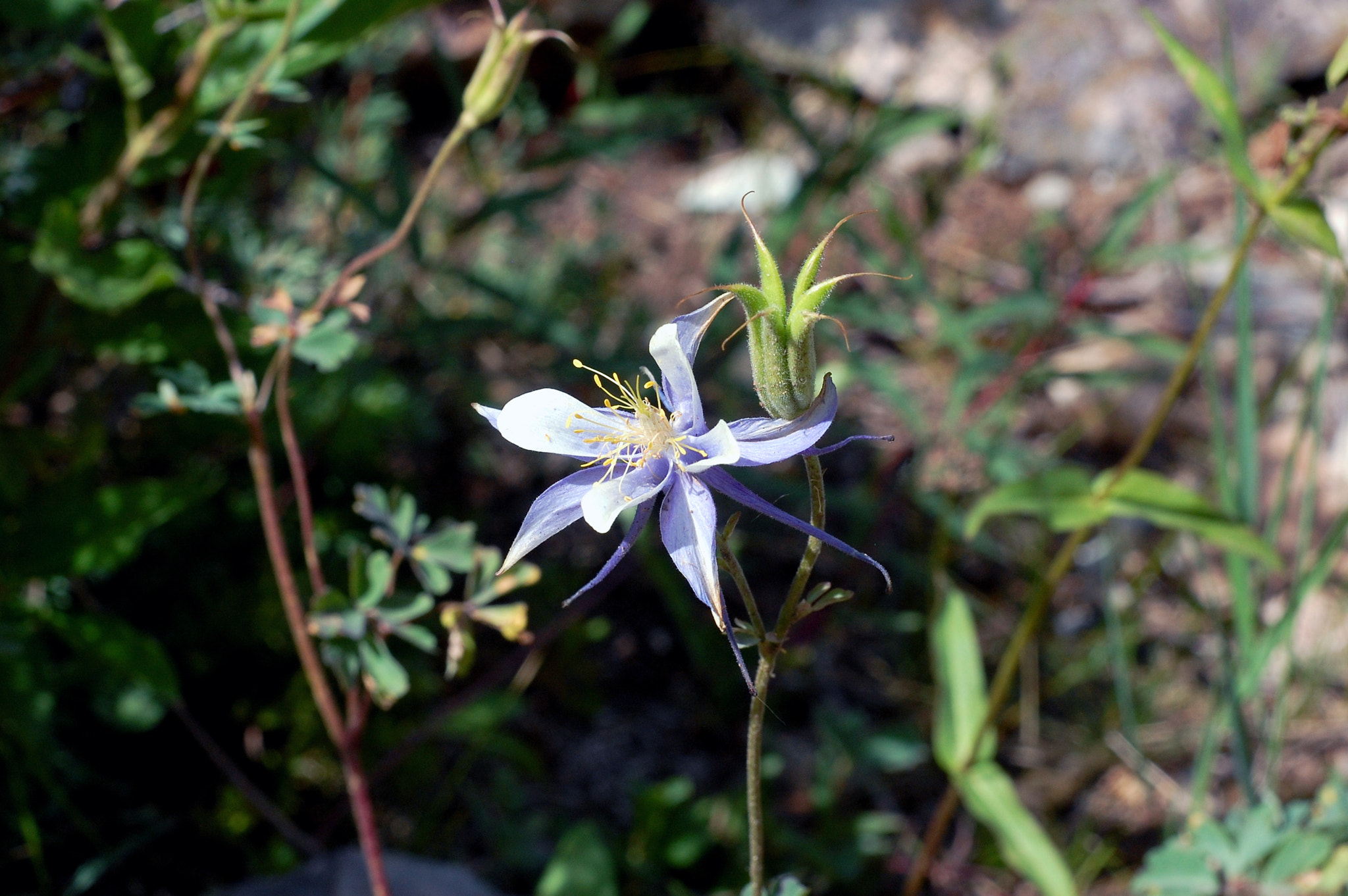 Nikon D40 + Nikon AF Nikkor 50mm F1.8D sample photo. Columbine. photography