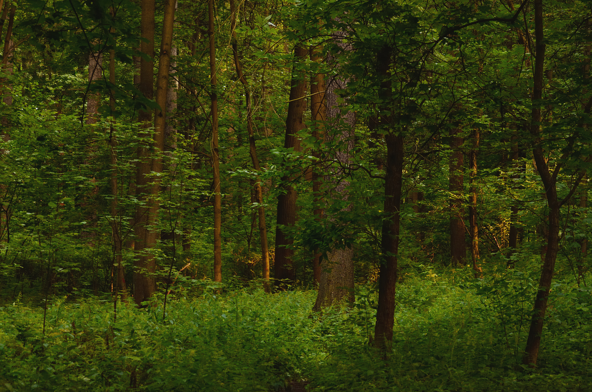 Nikon D7000 + Sigma 70-300mm F4-5.6 DG OS sample photo. Depths of a forest photography