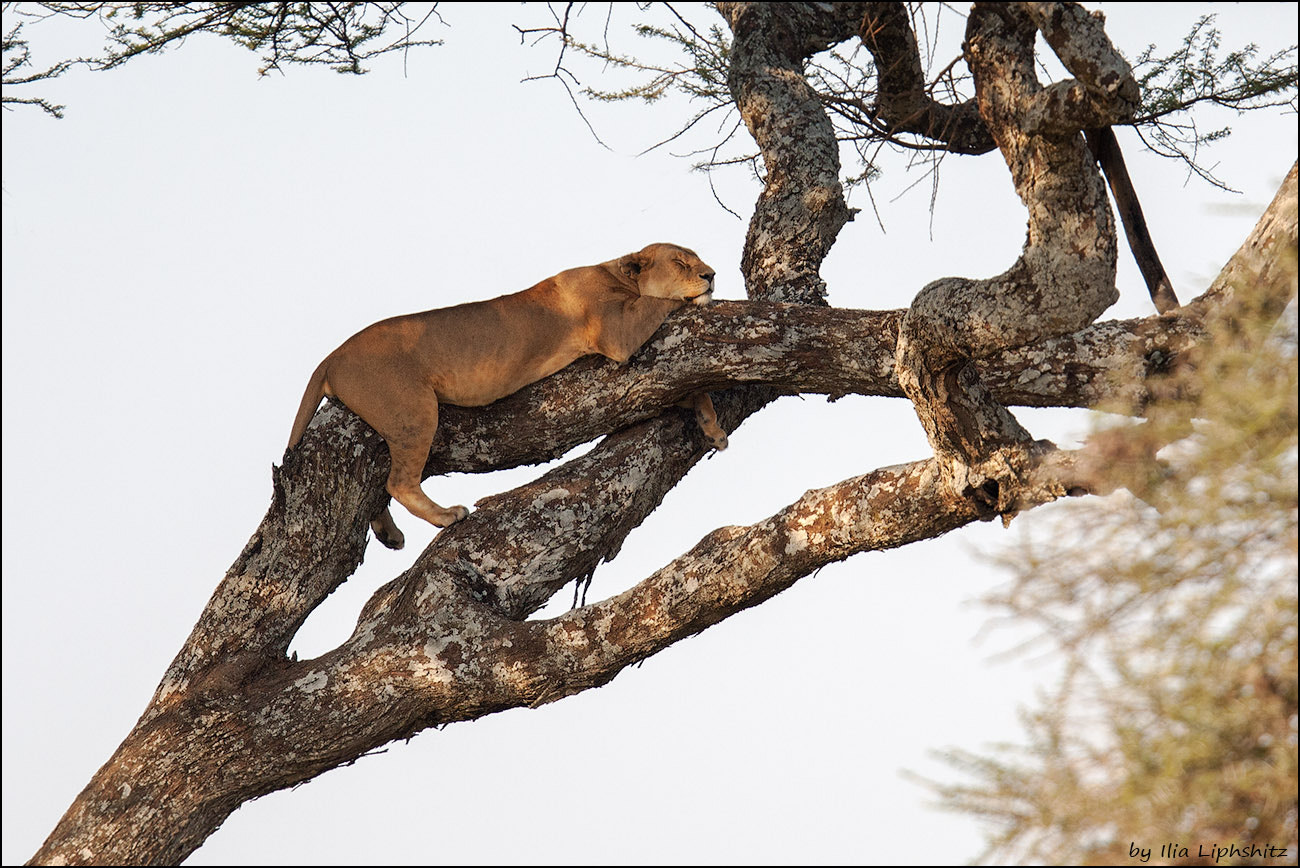 Canon EOS-1D Mark III + Canon EF 300mm F2.8L IS USM sample photo. Lions of serengeti №4 - lioness on the tree photography